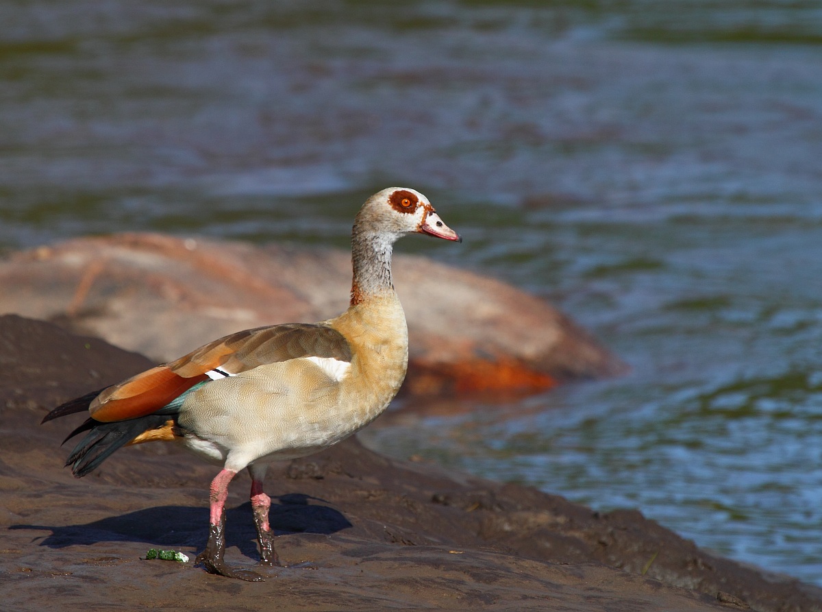 Egyptian Goose