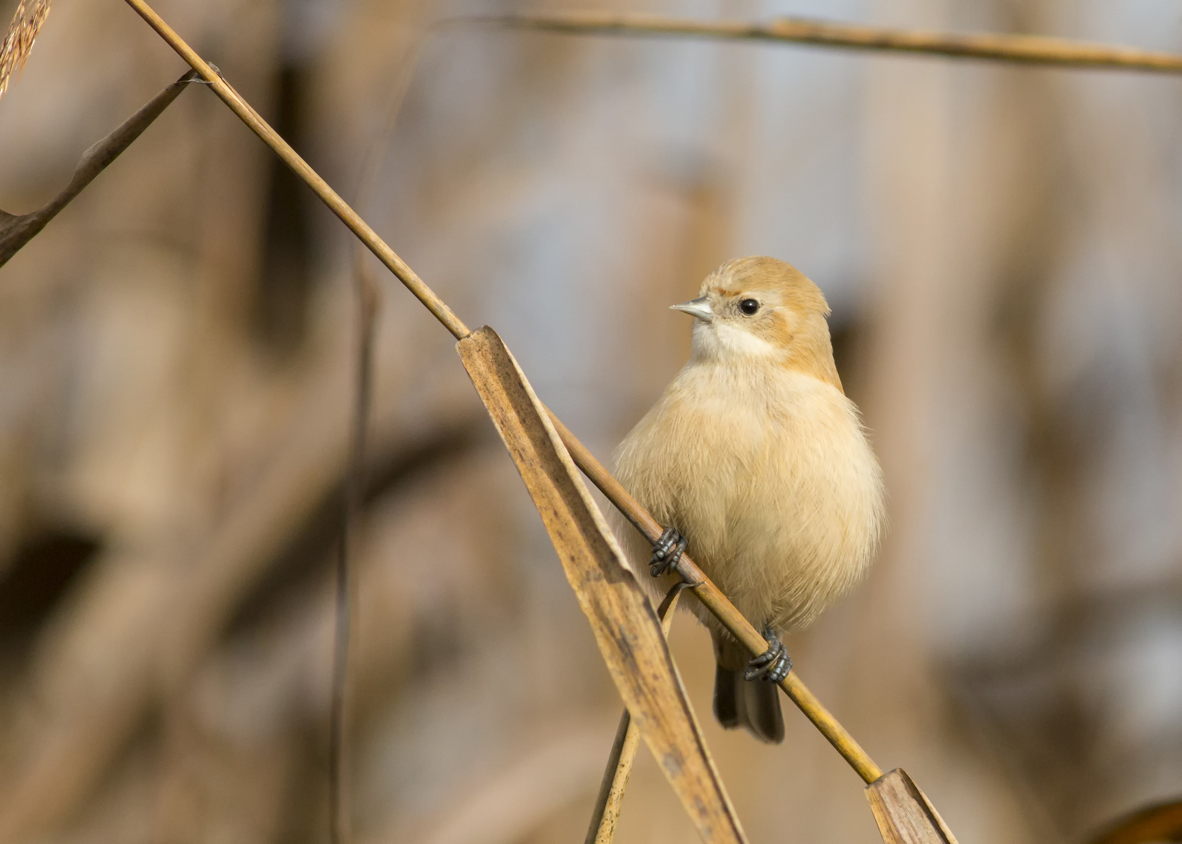 Pendolino juv. arruffato