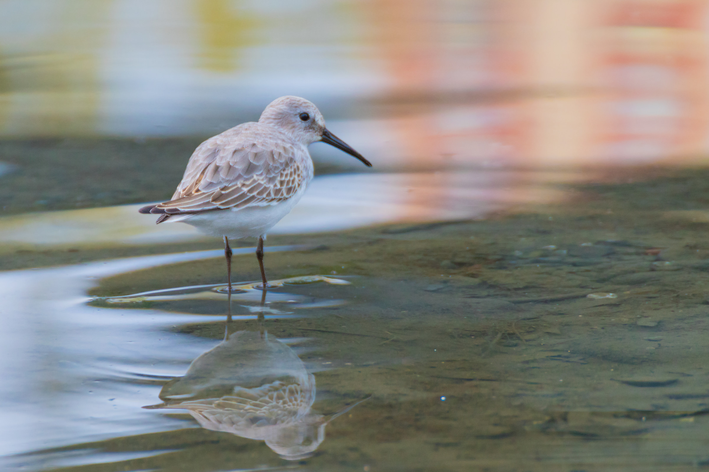 dunlin