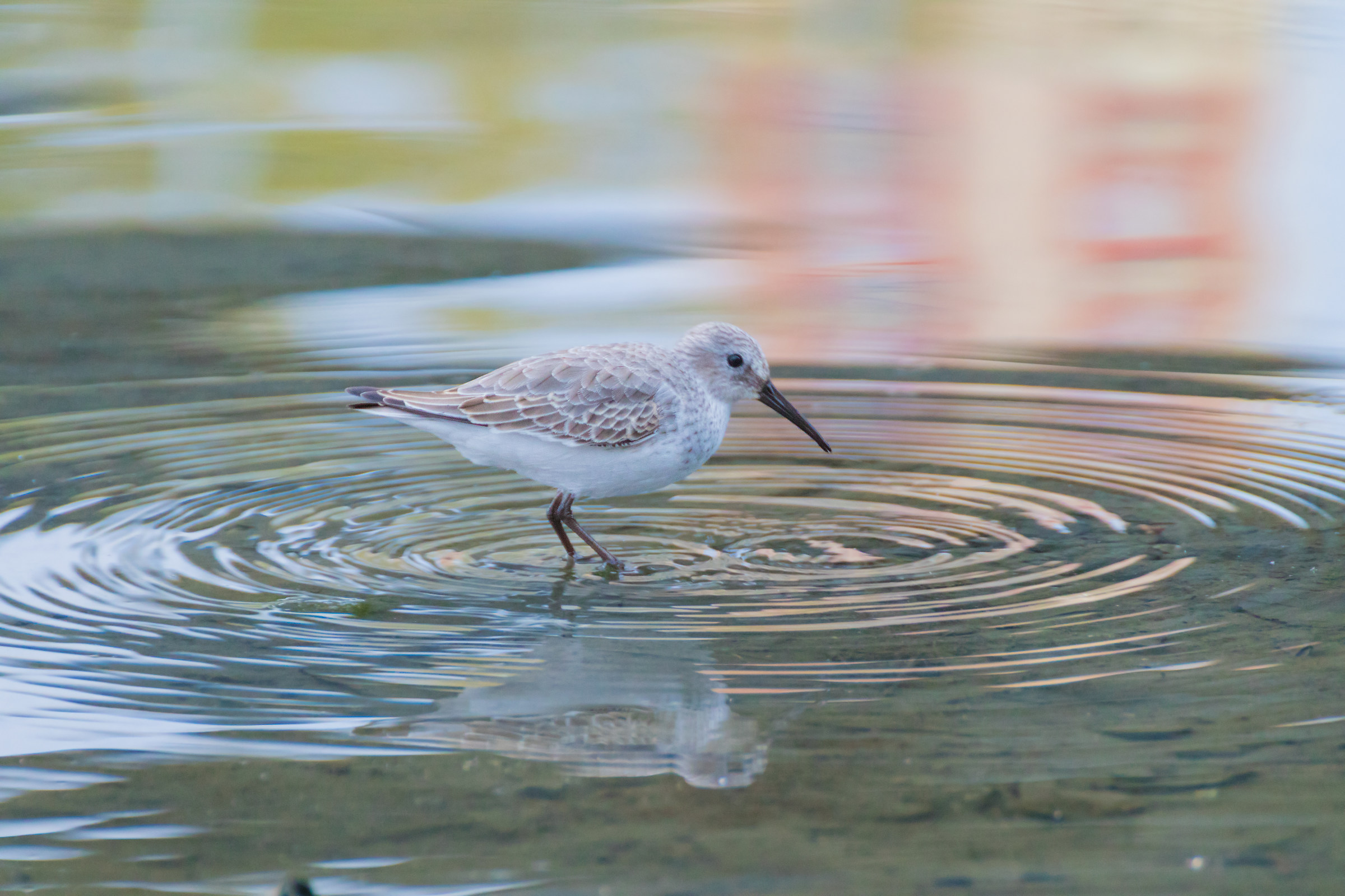 piovanello pancianera