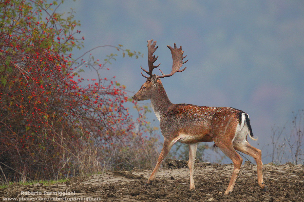 The fallow deer and berries