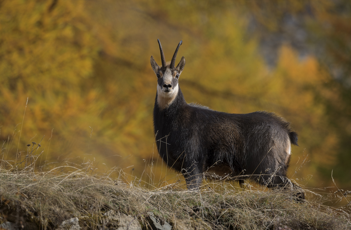 Chamois