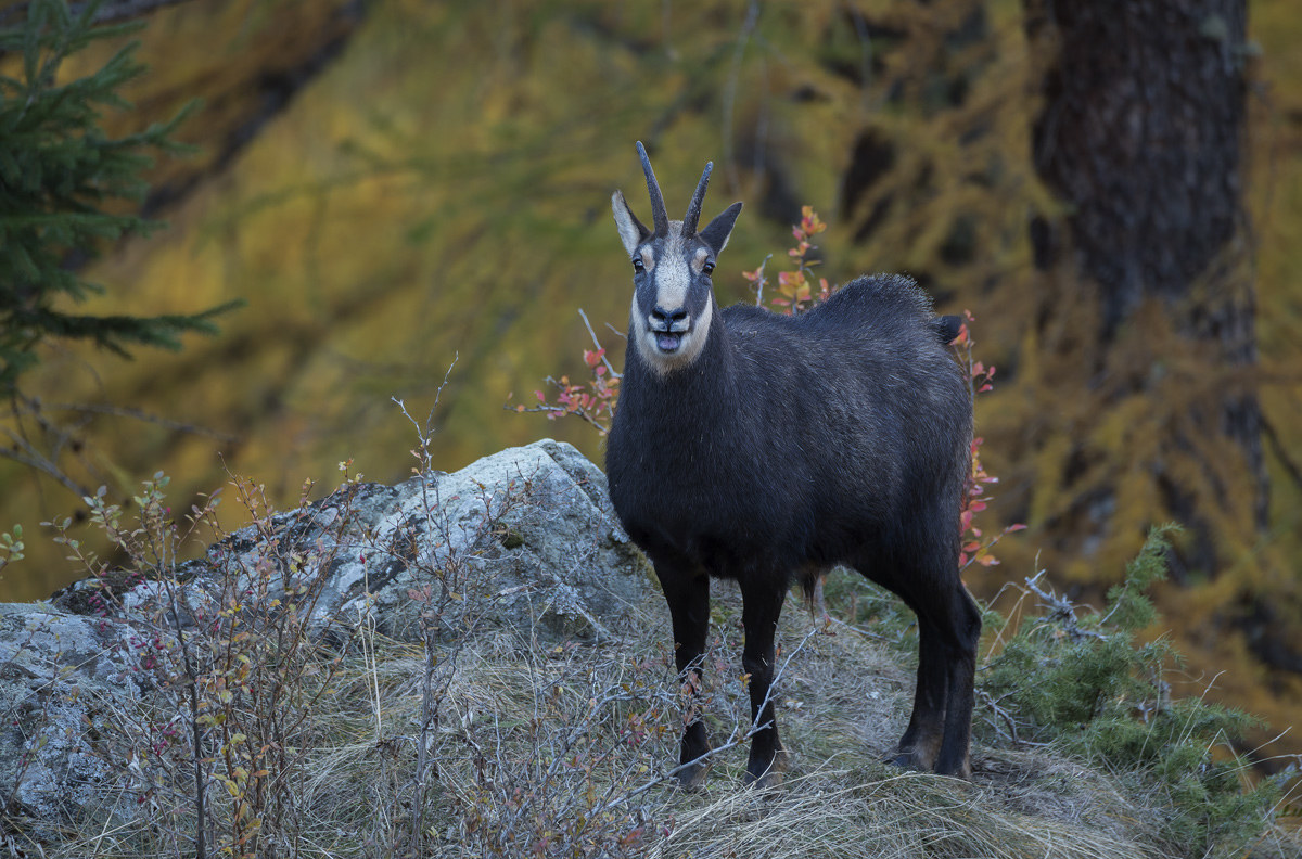 Chamois