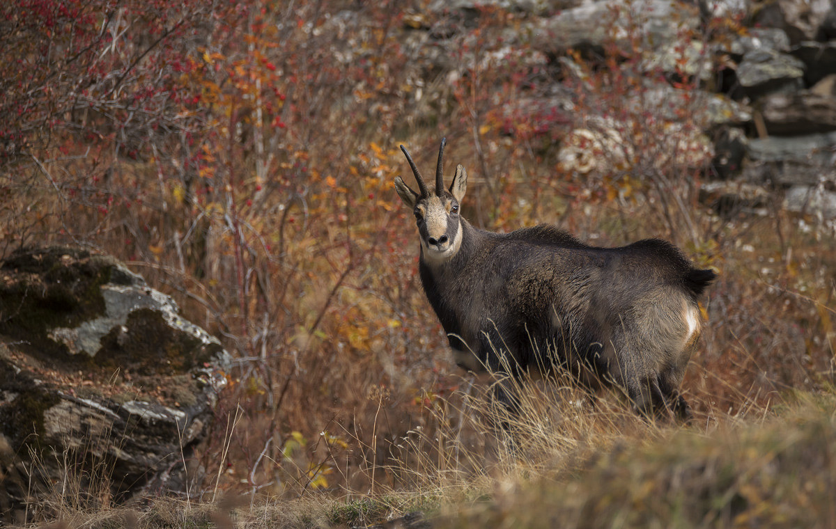 Chamois
