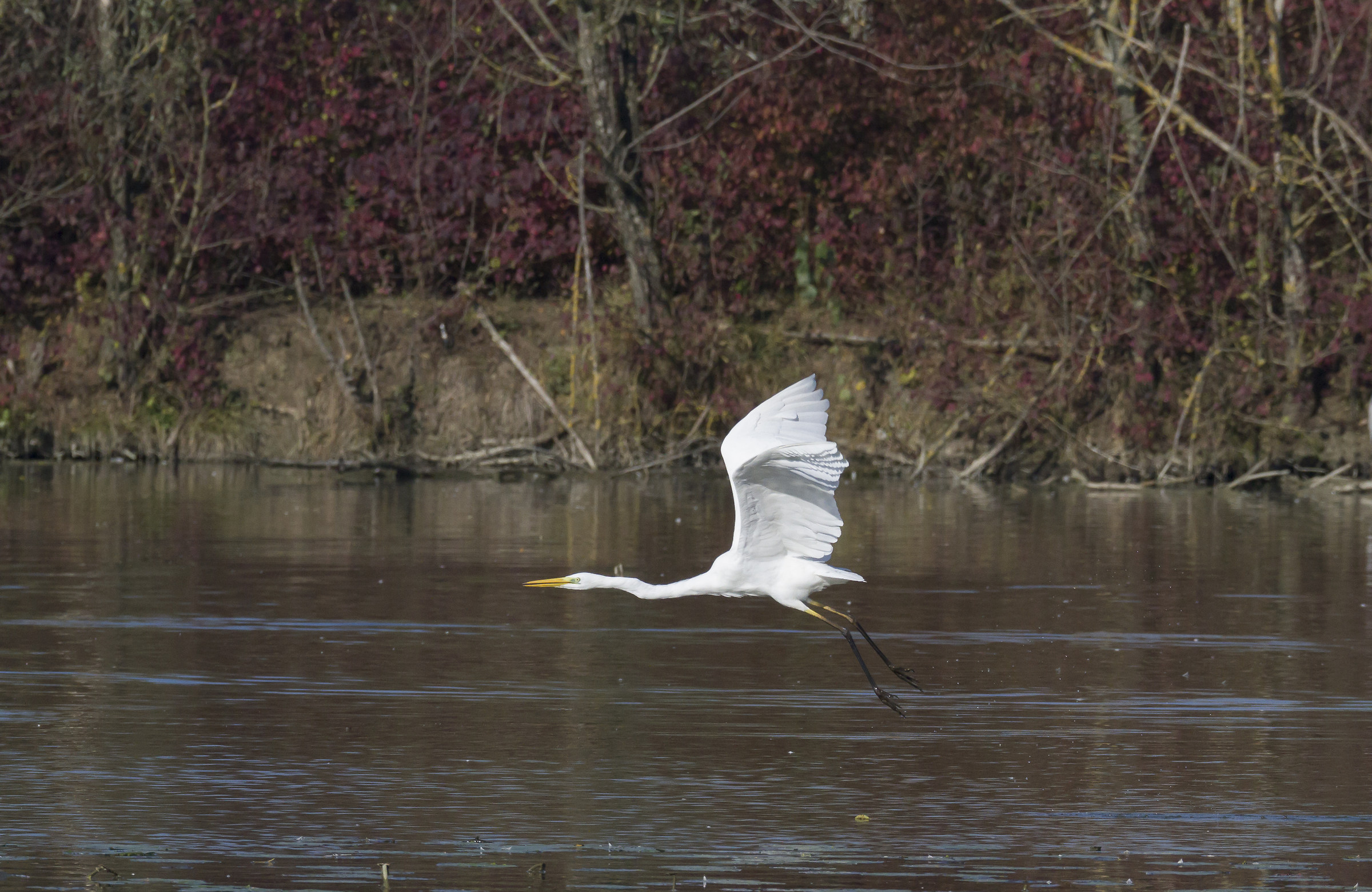 Airone bianco maggiore