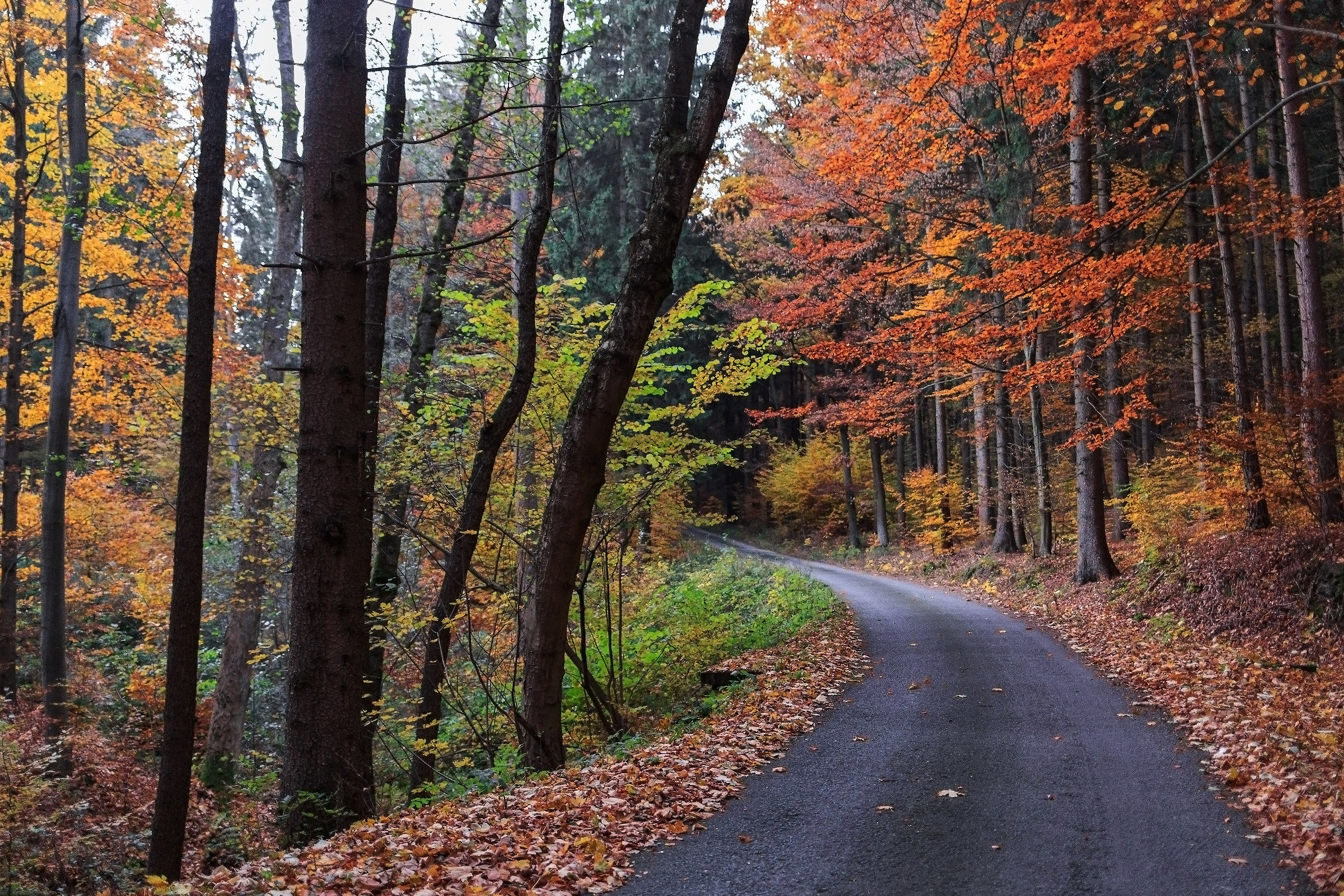 la grande foresta del Moravsky Kras