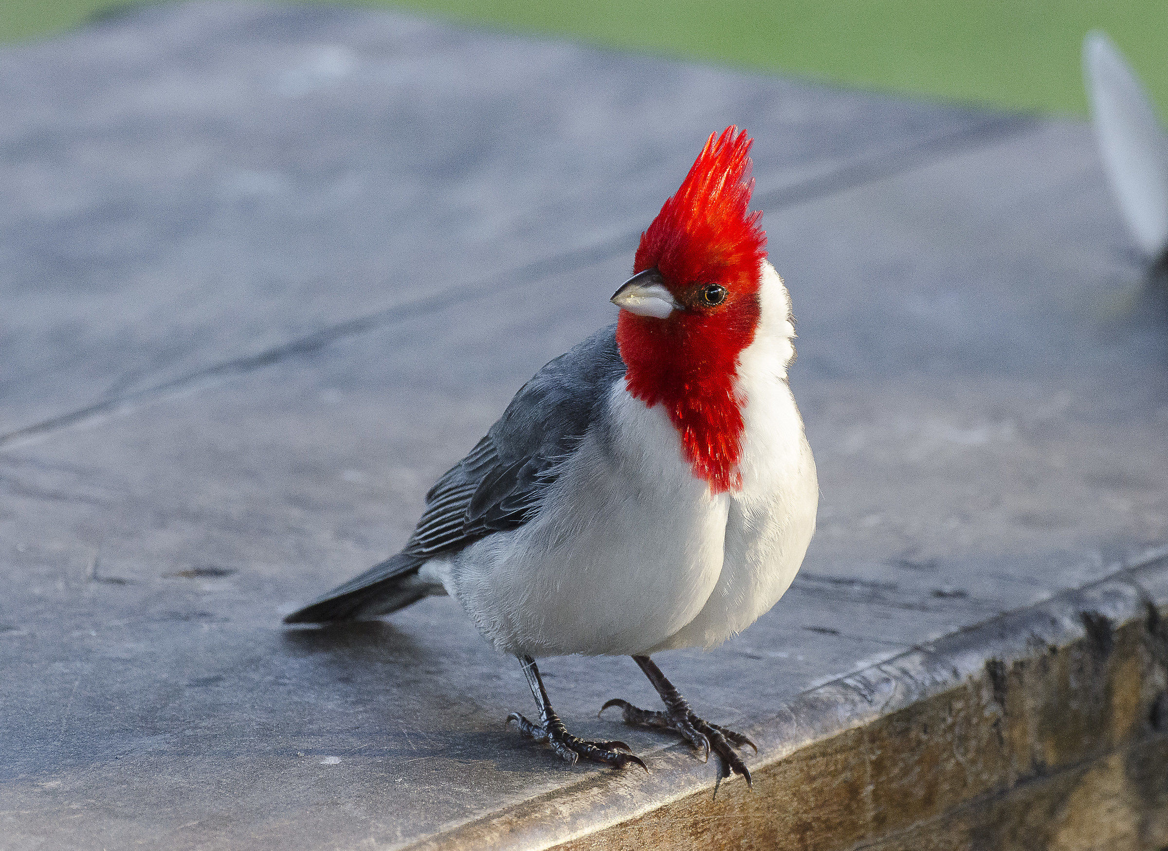 cardenal close close