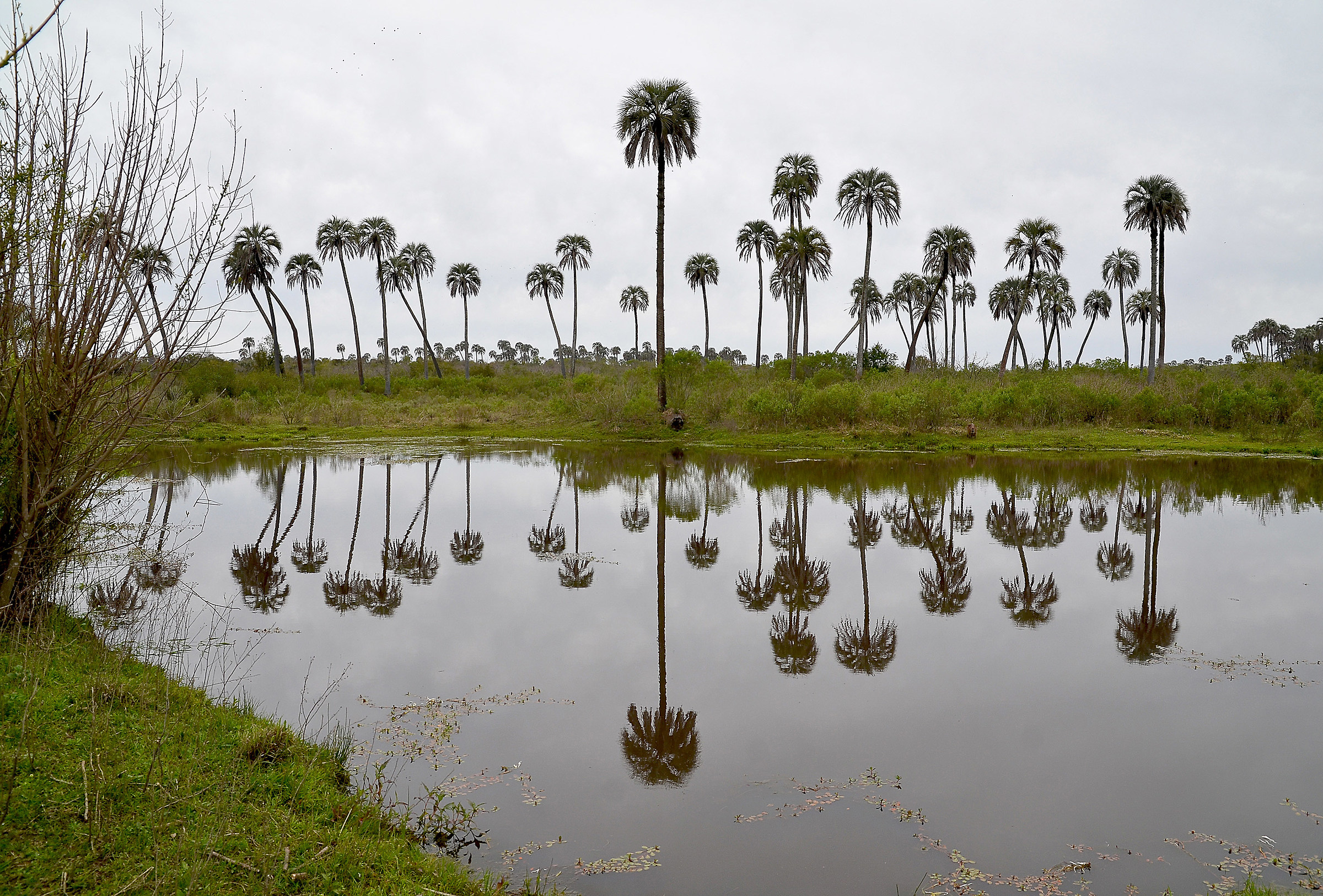 "El Palmar" National Park