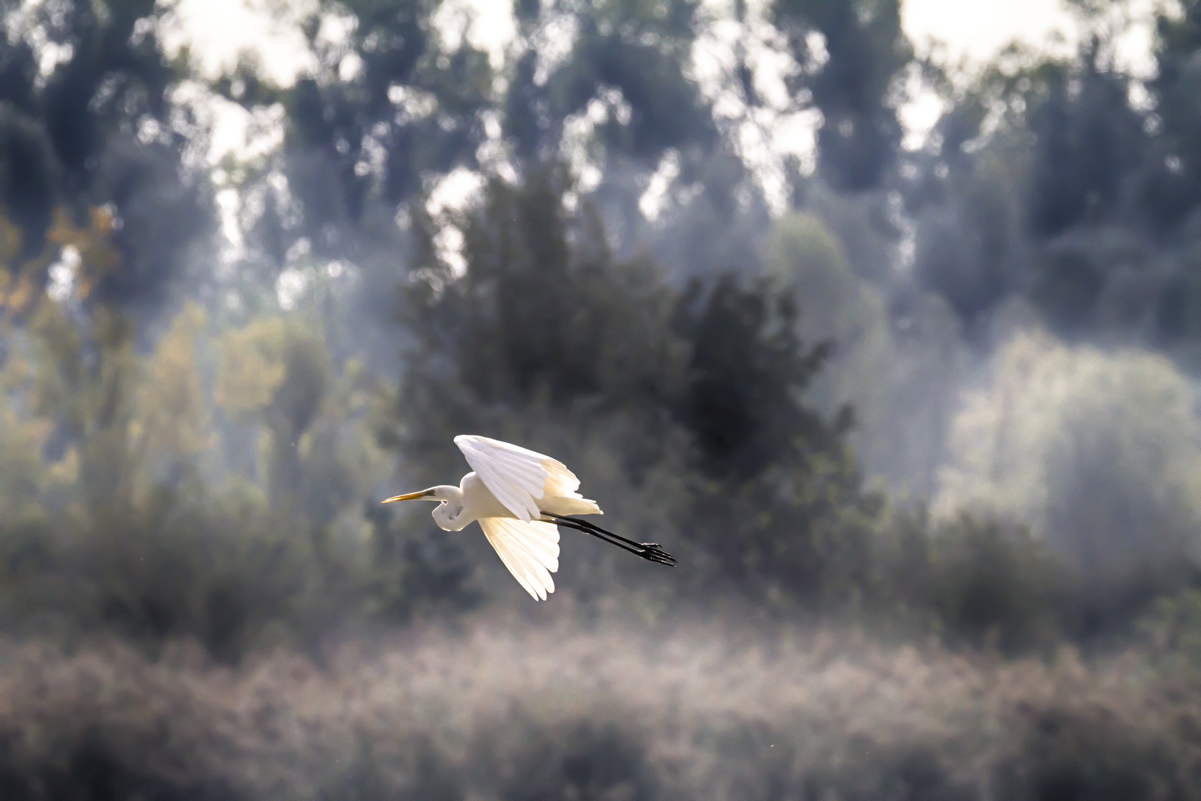 Airone bianco maggiore