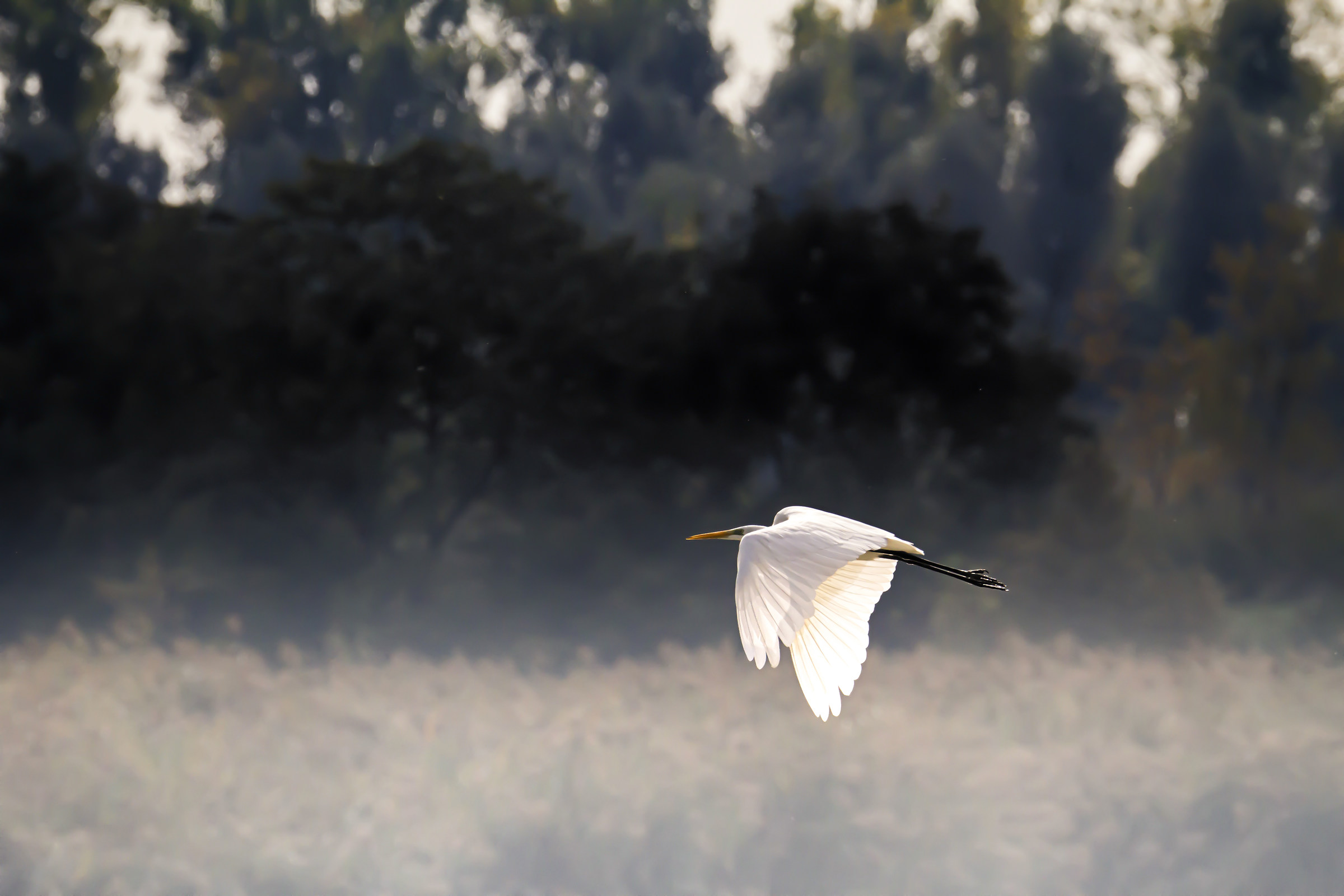 Airone bianco maggiore