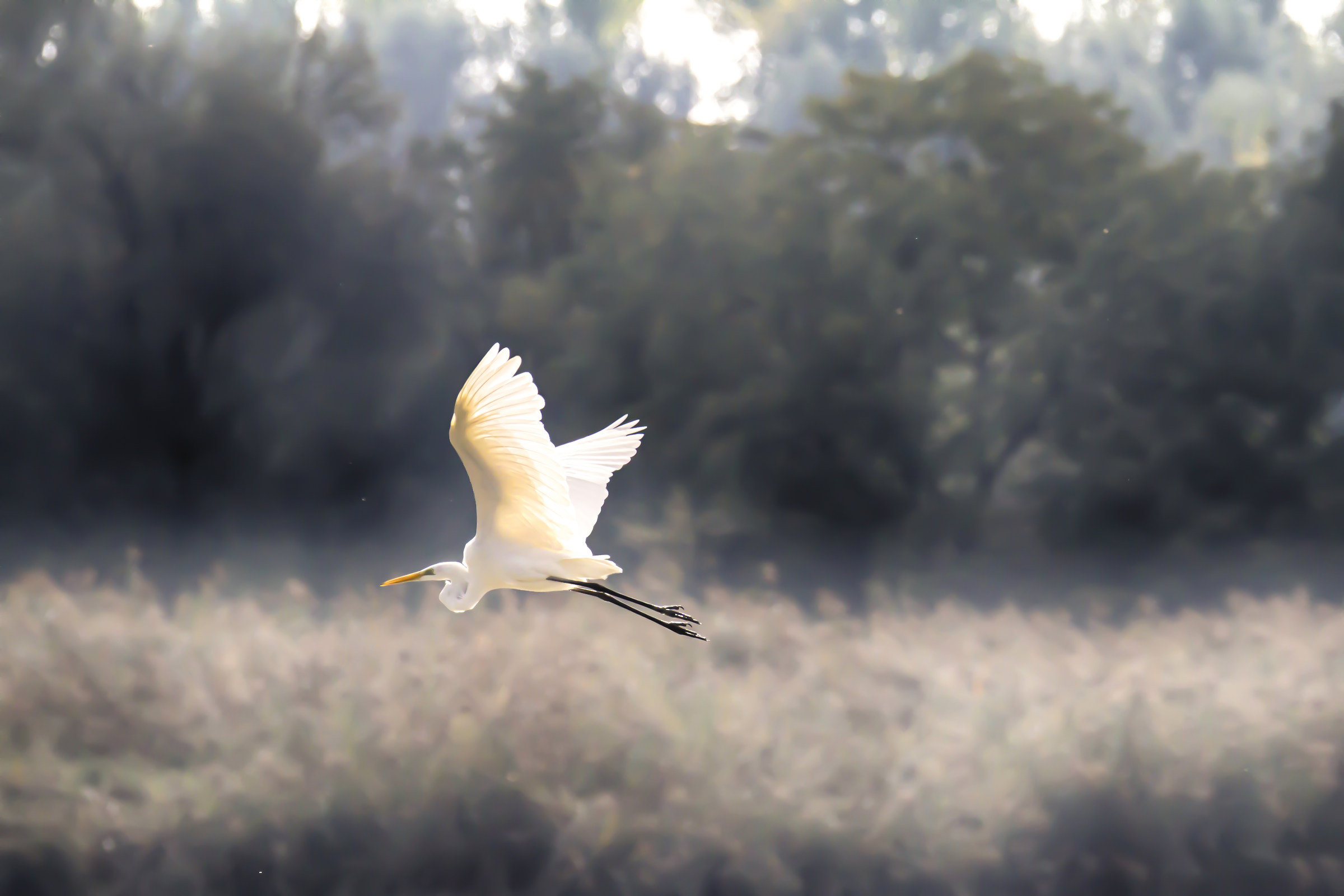 Airone bianco maggiore