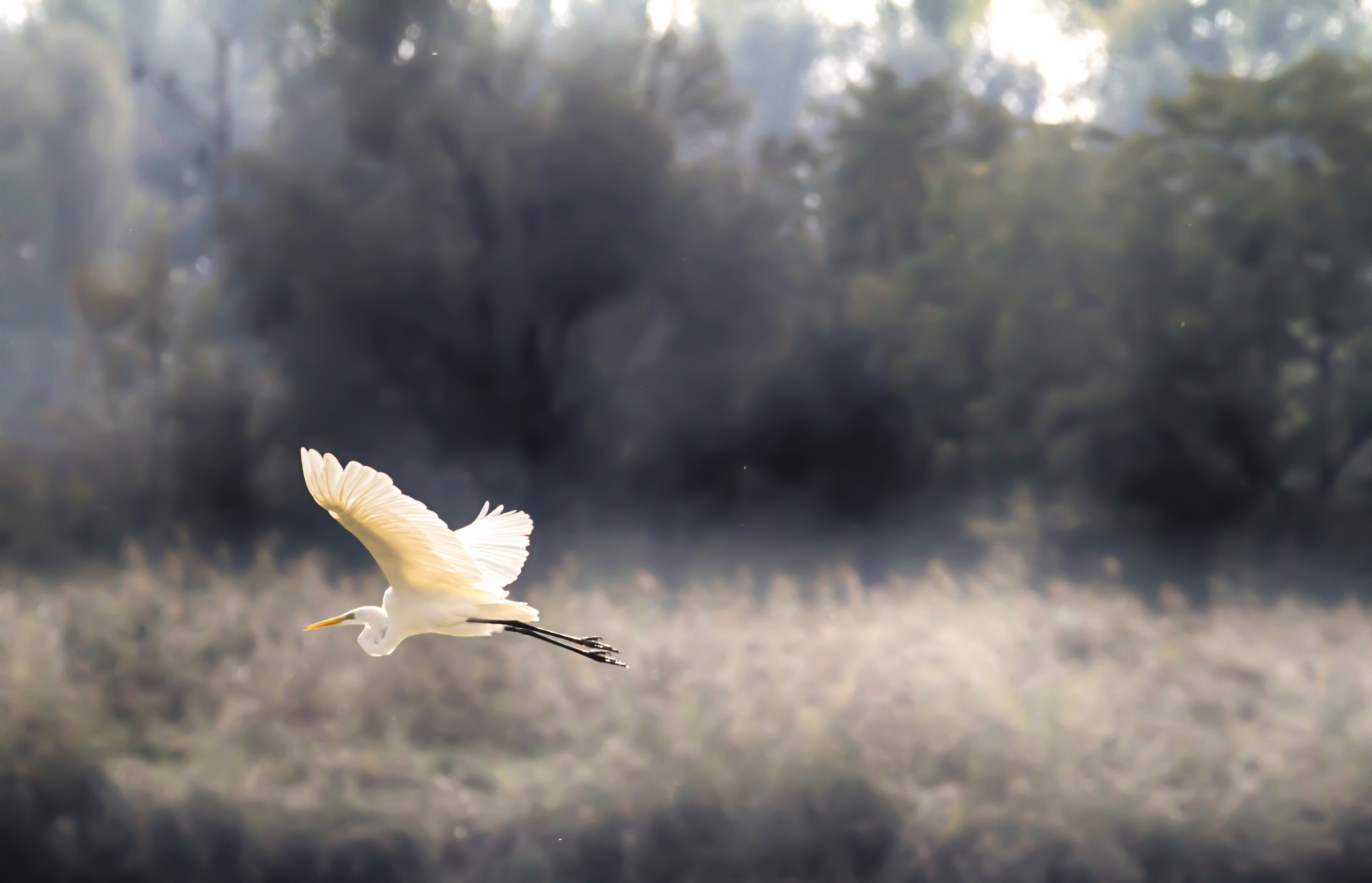 Airone bianco maggiore