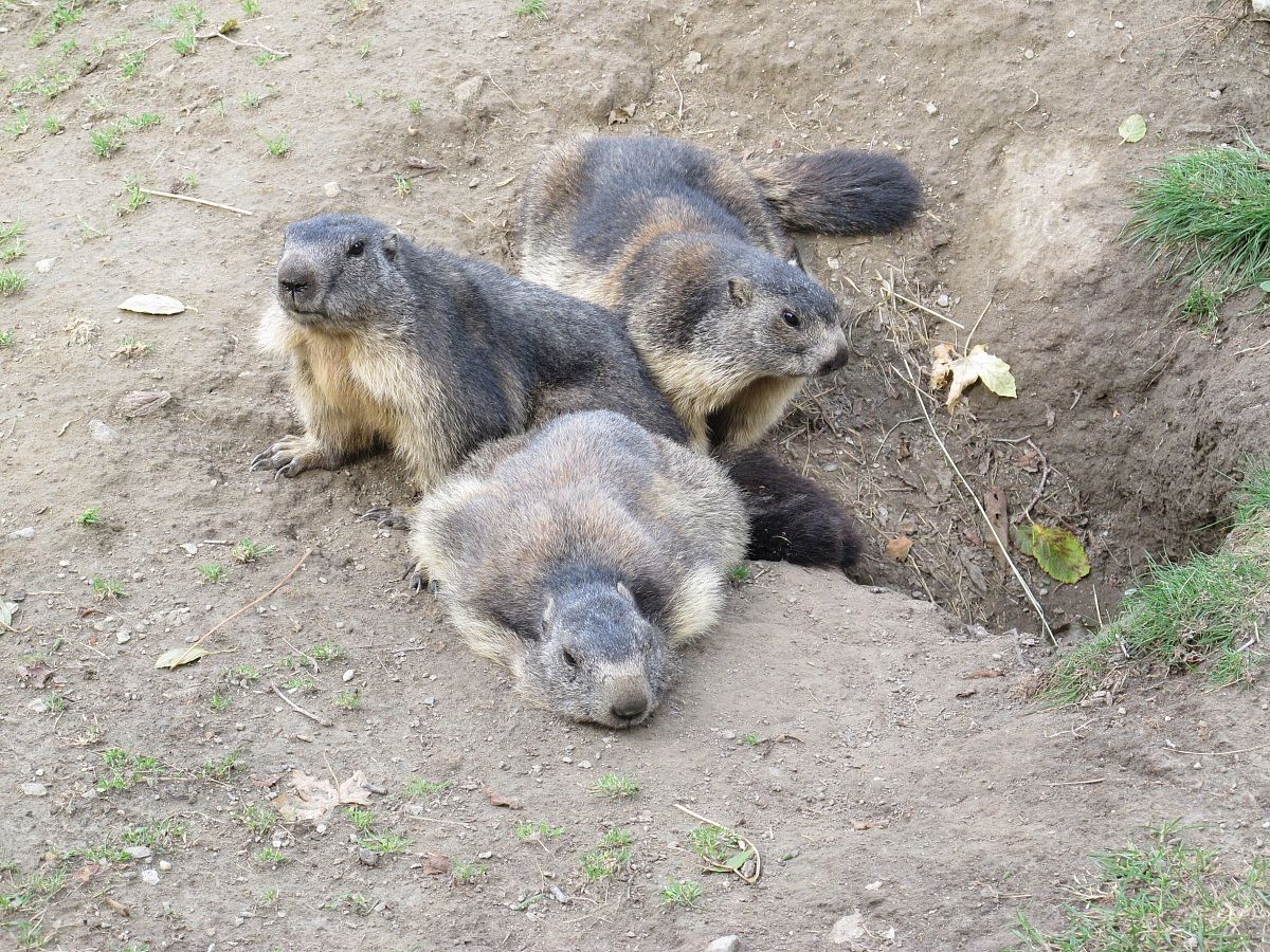 marmotte