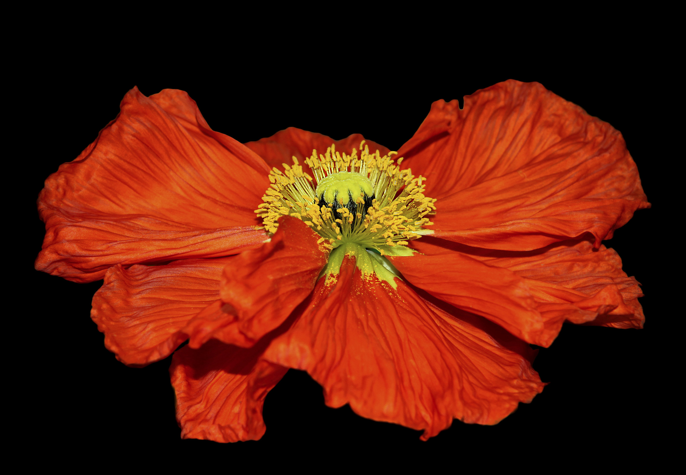 red poppy
