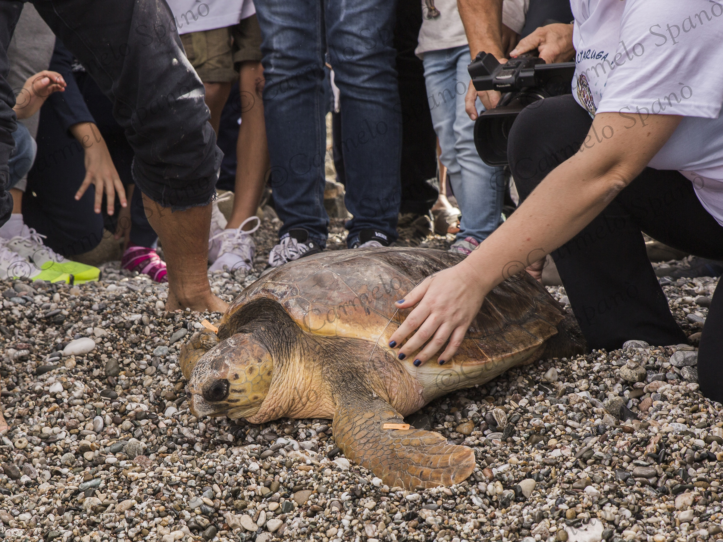 paris "caretta caretta"