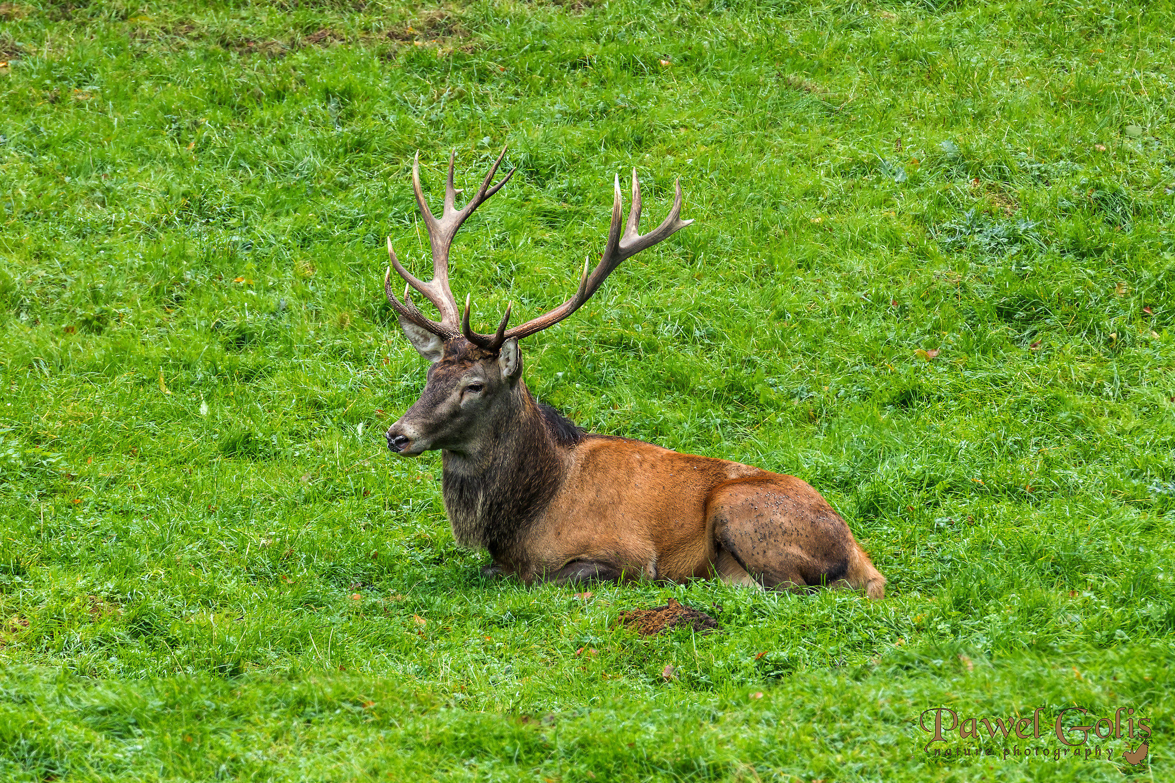 Red deer (Cervus elaphus)