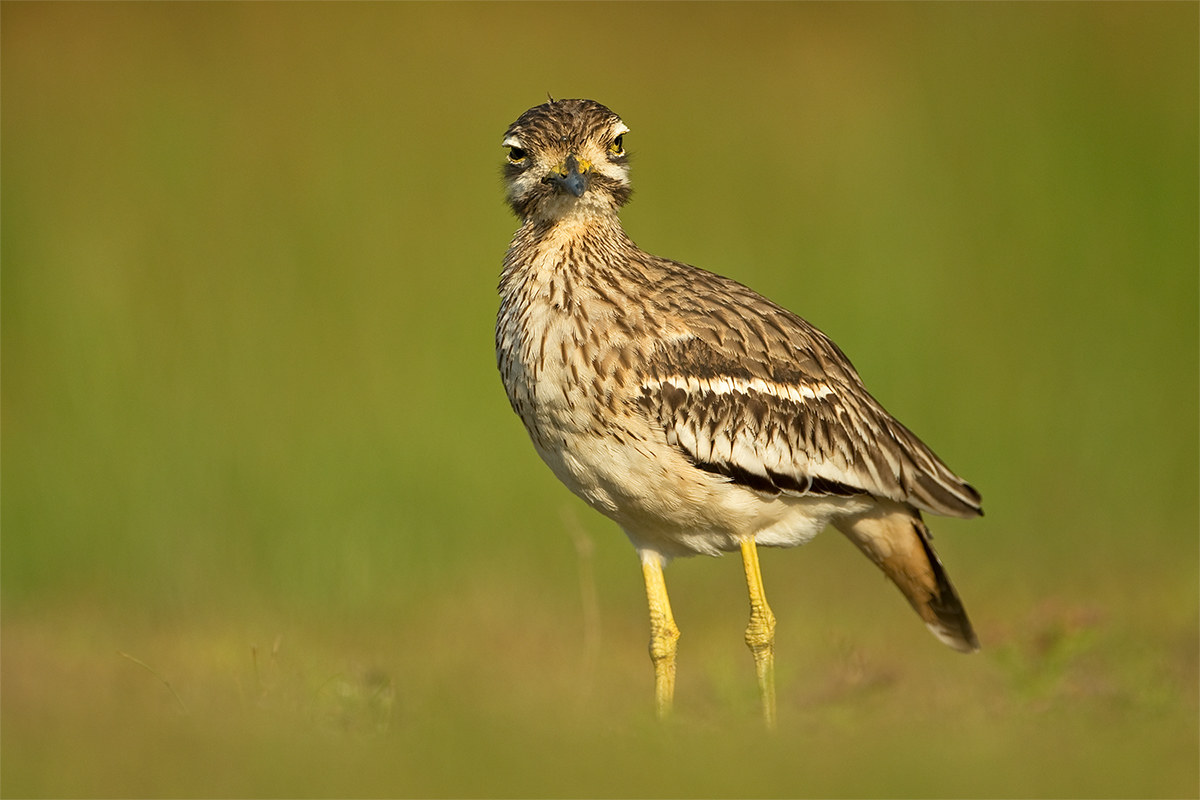 Burhinus indicus (Indian Stone-curlew)