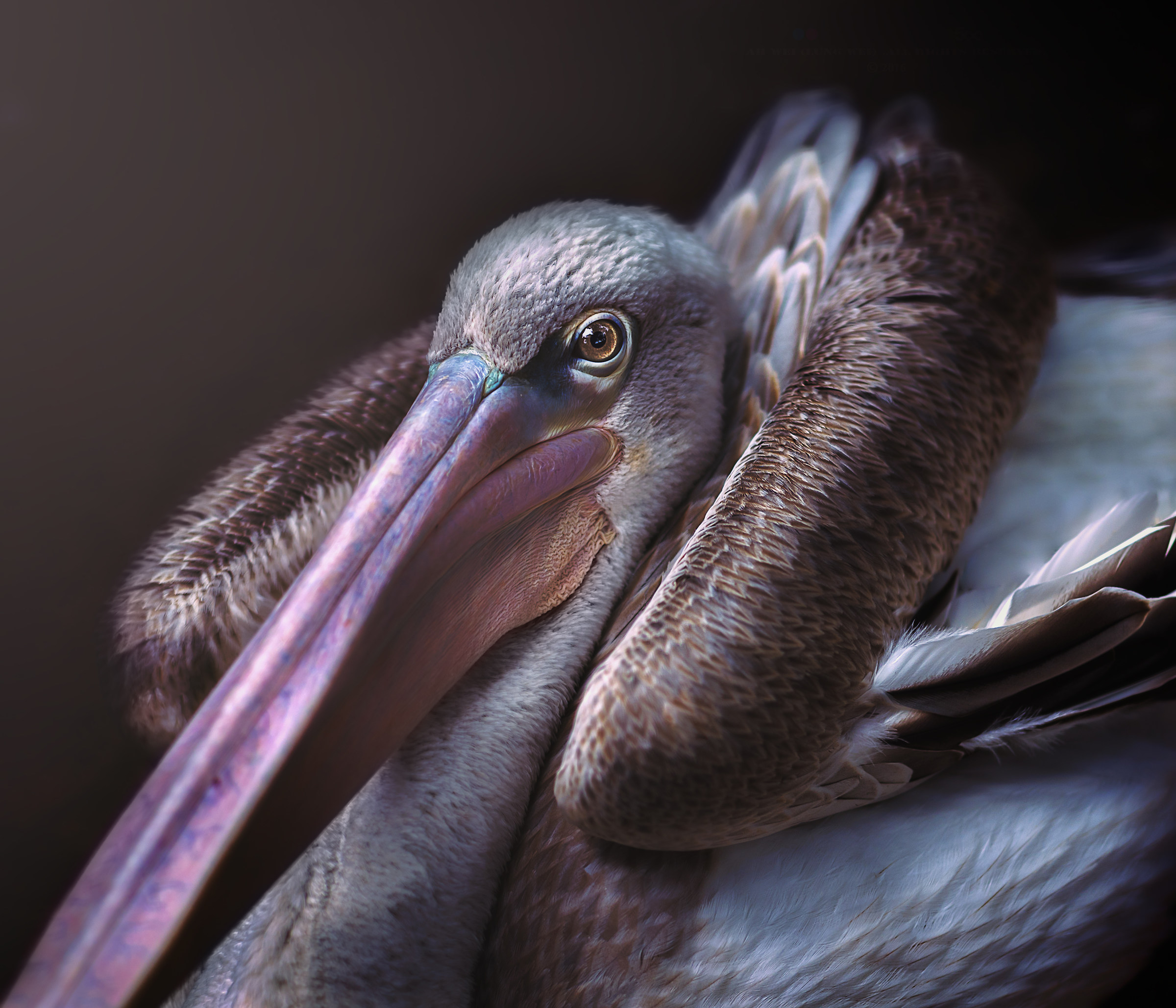 Brown Pelican