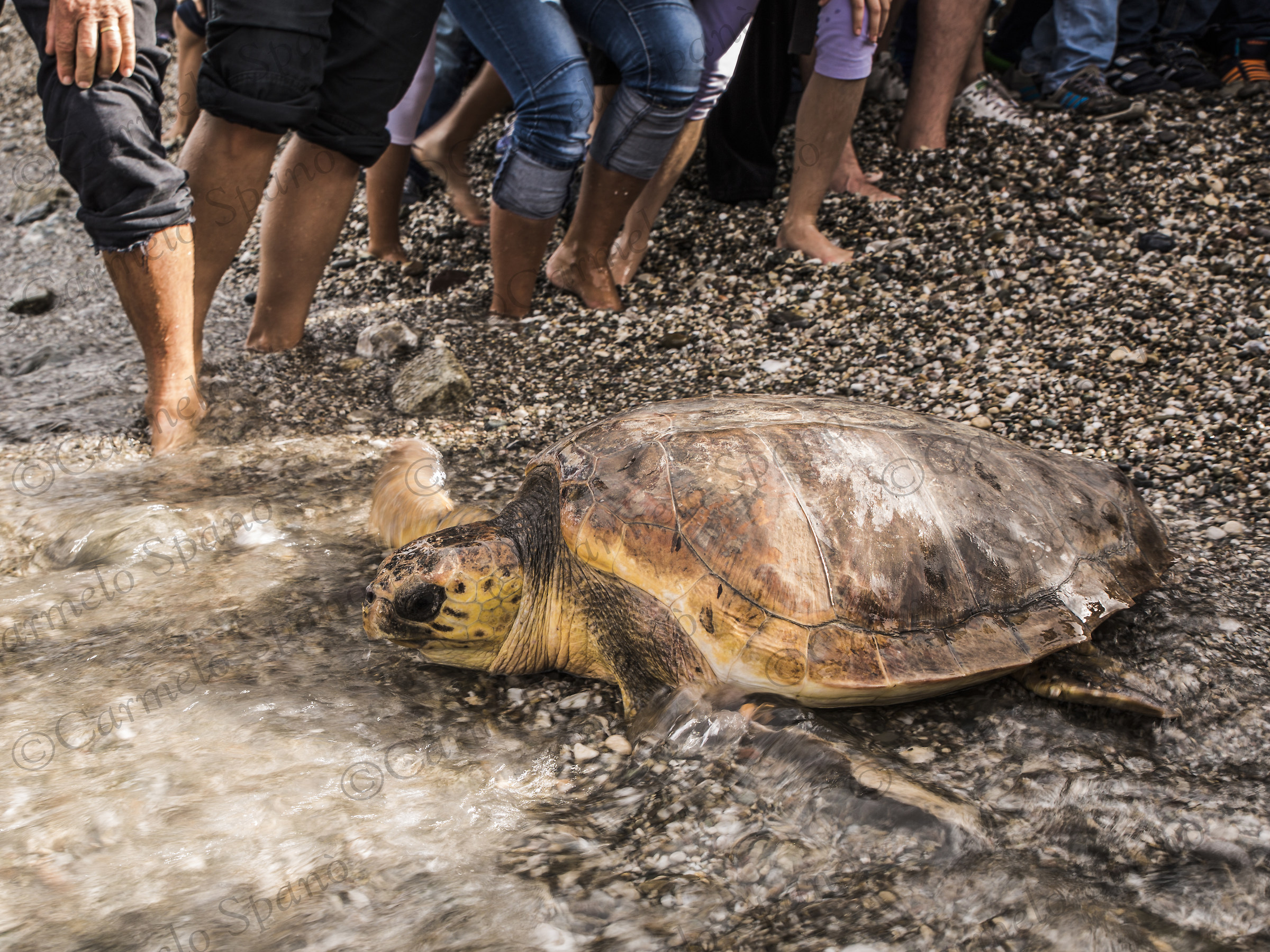 paris "caretta caretta"