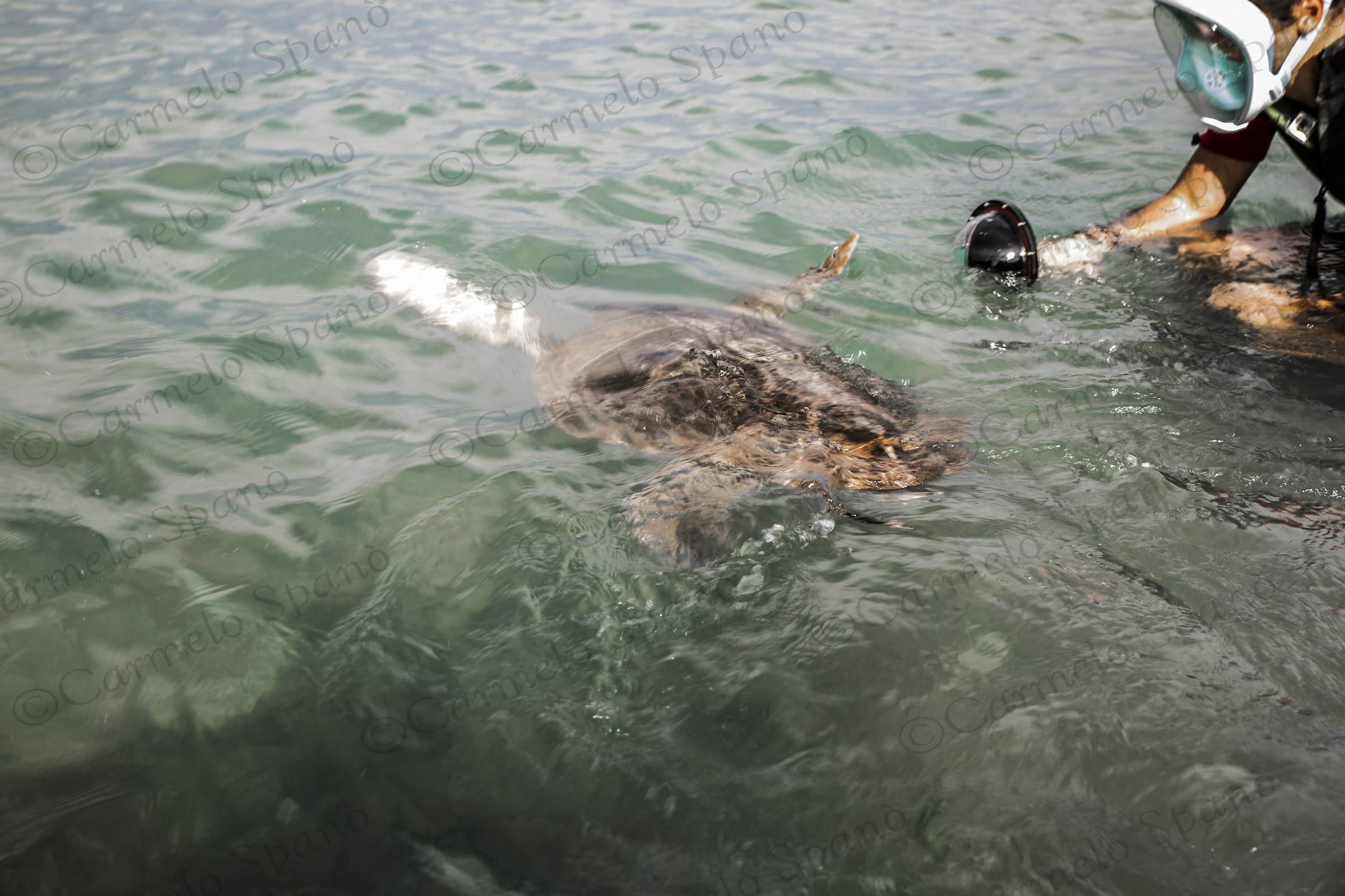 paris "caretta caretta"