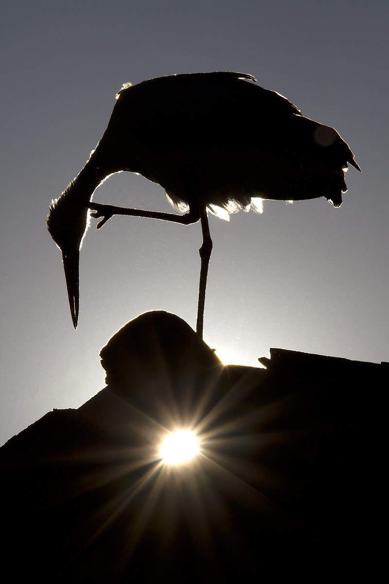 Backlit - Stork
