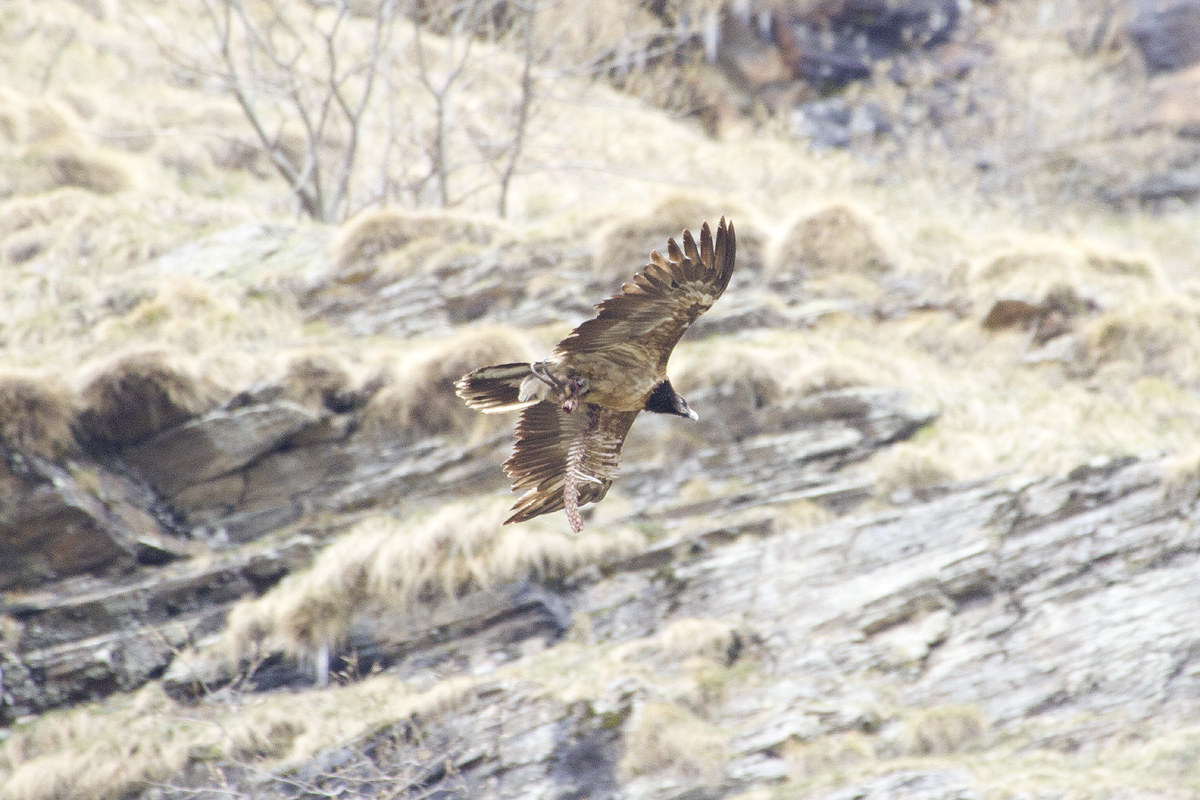 Gipeto con carcassa di camoscio