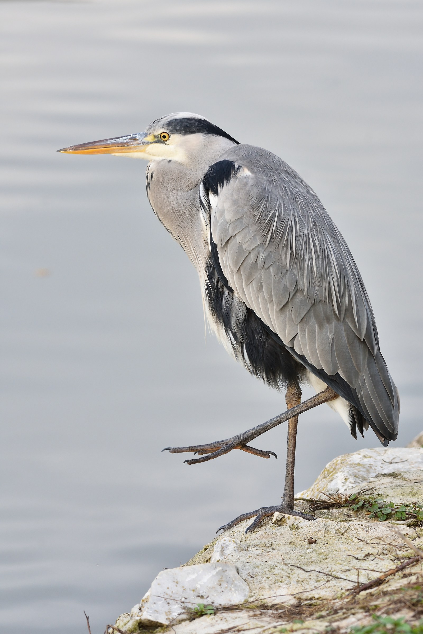 Grey Heron