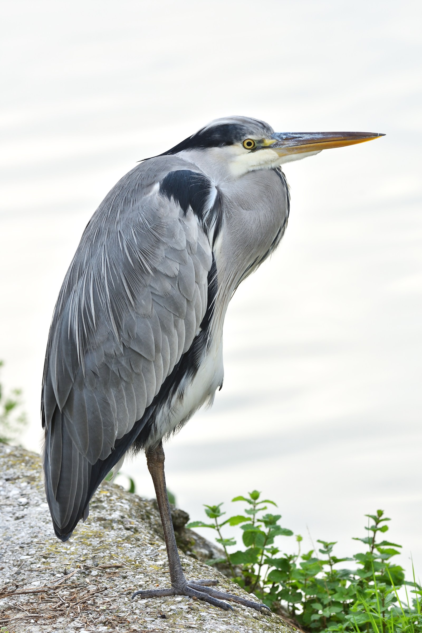 Grey Heron 3