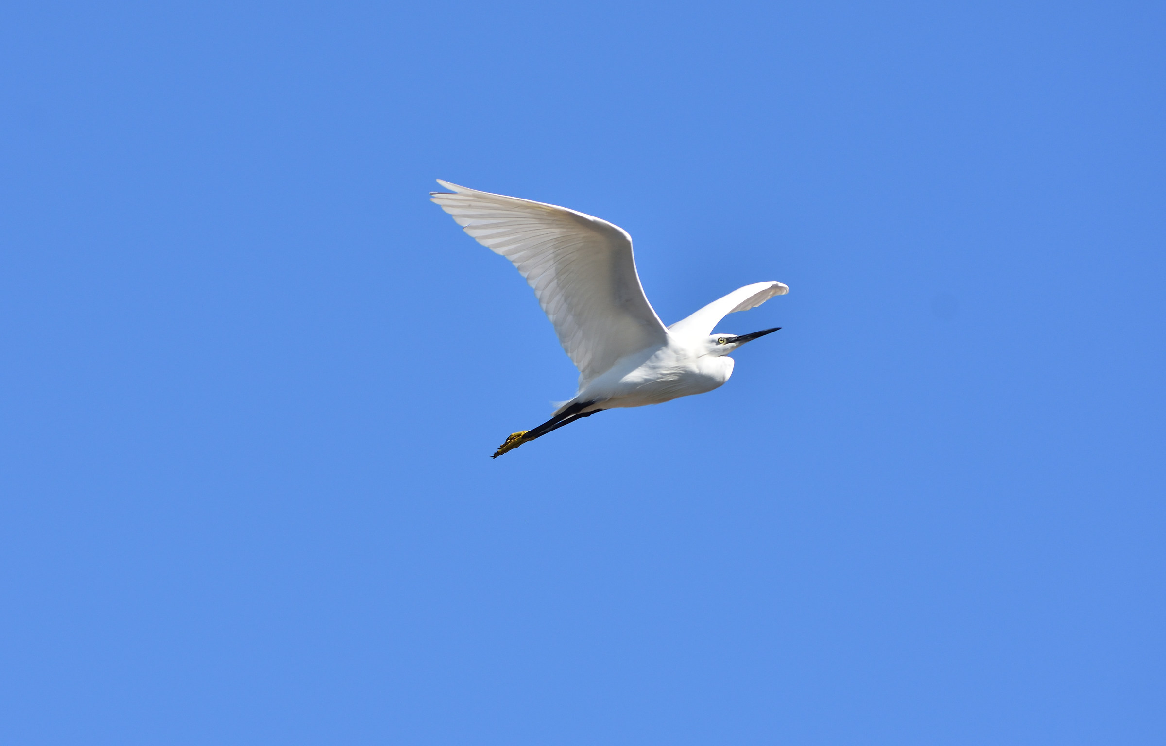 Egret in flight 1