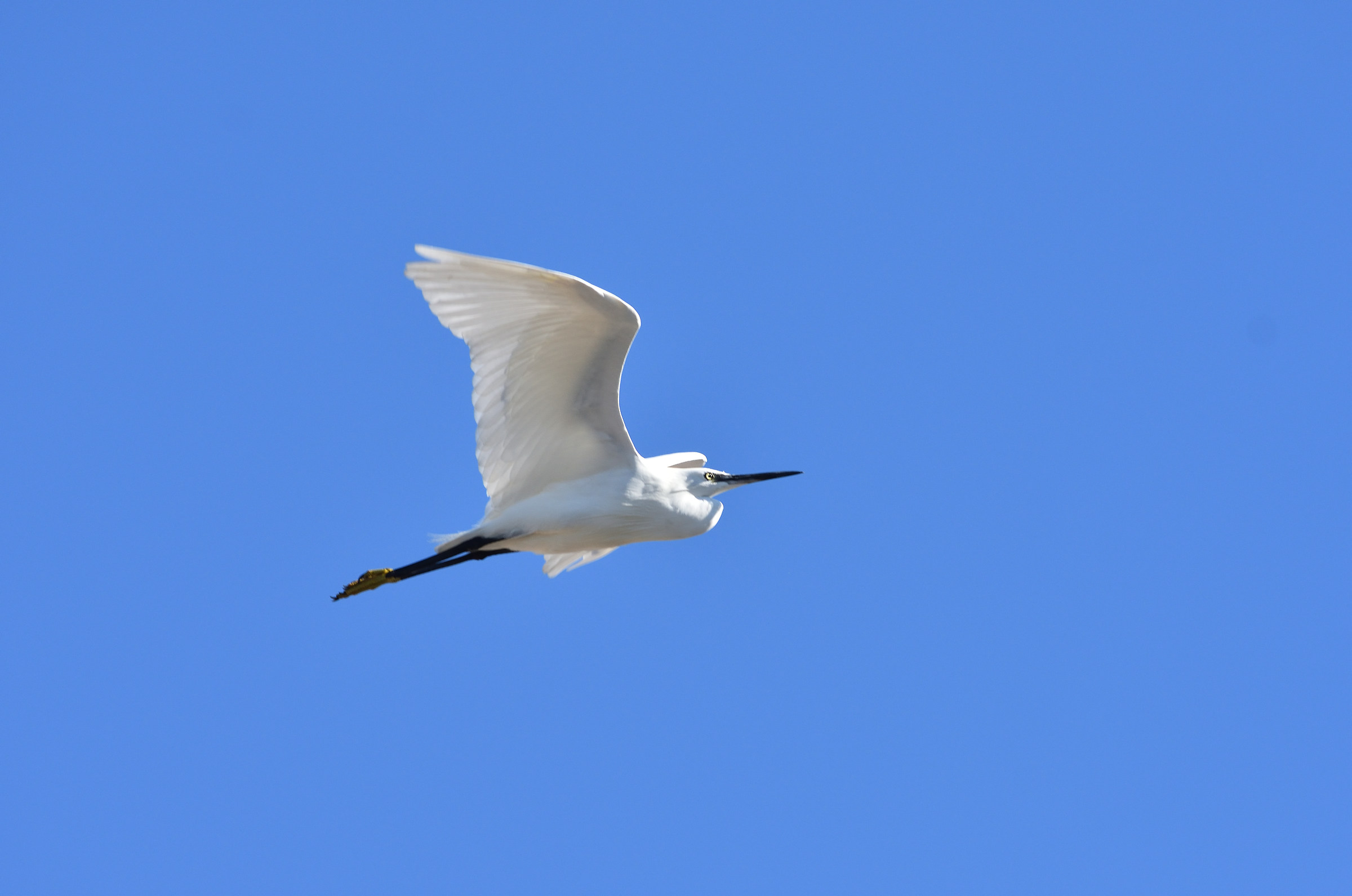 Egret in flight 2