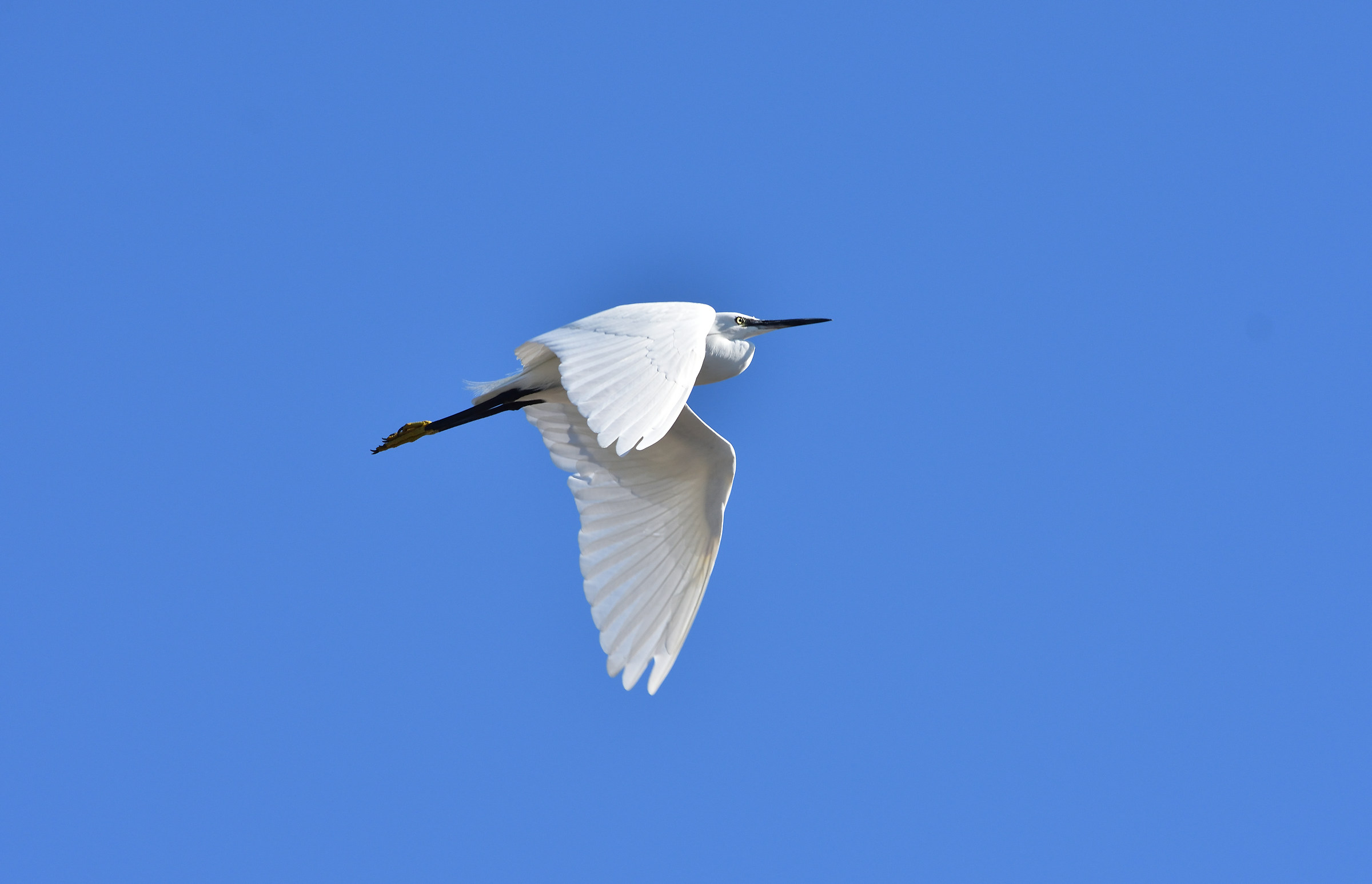 Egret in flight 3