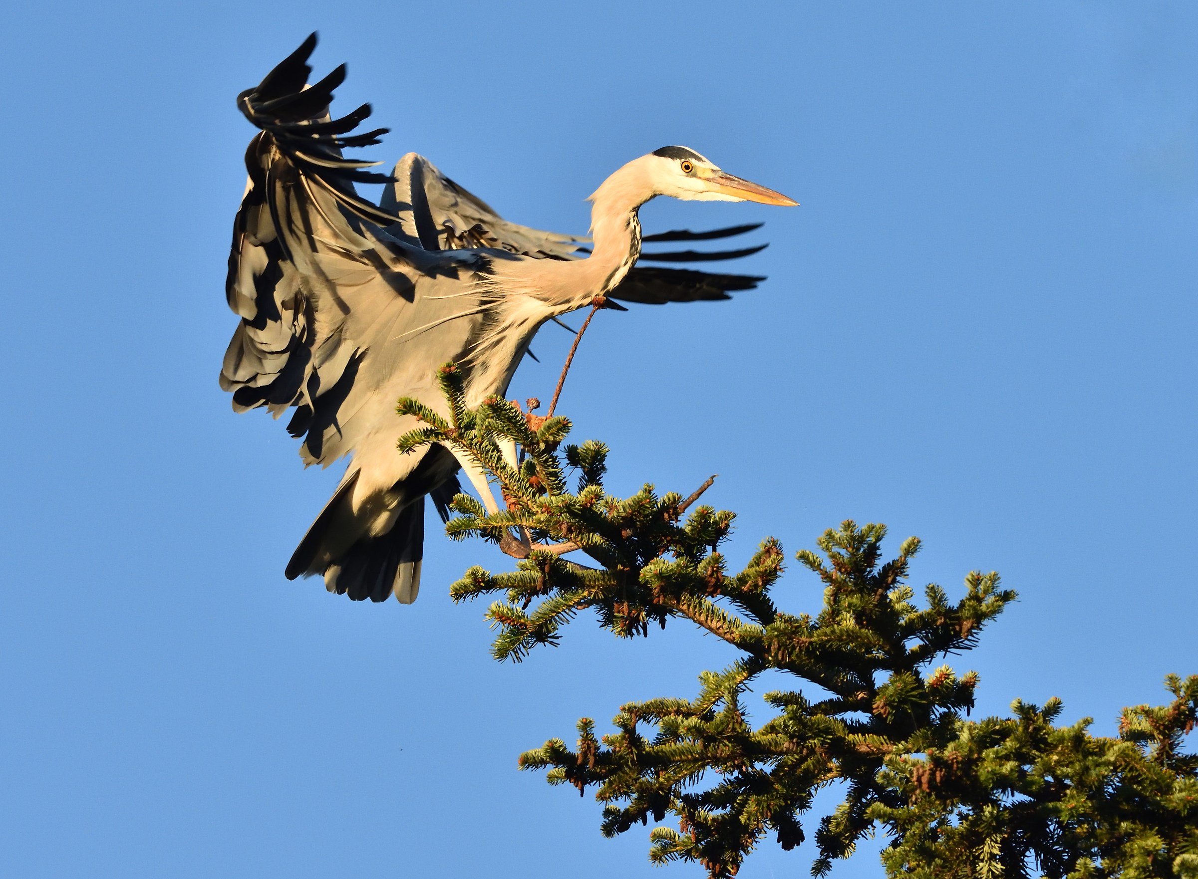 Heron Pine 1
