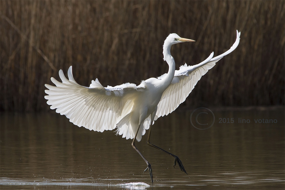 Great Egret (Ardea alba)