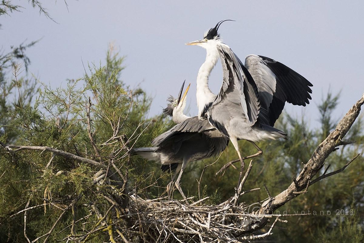 Grey Heron (Ardea cinerea)