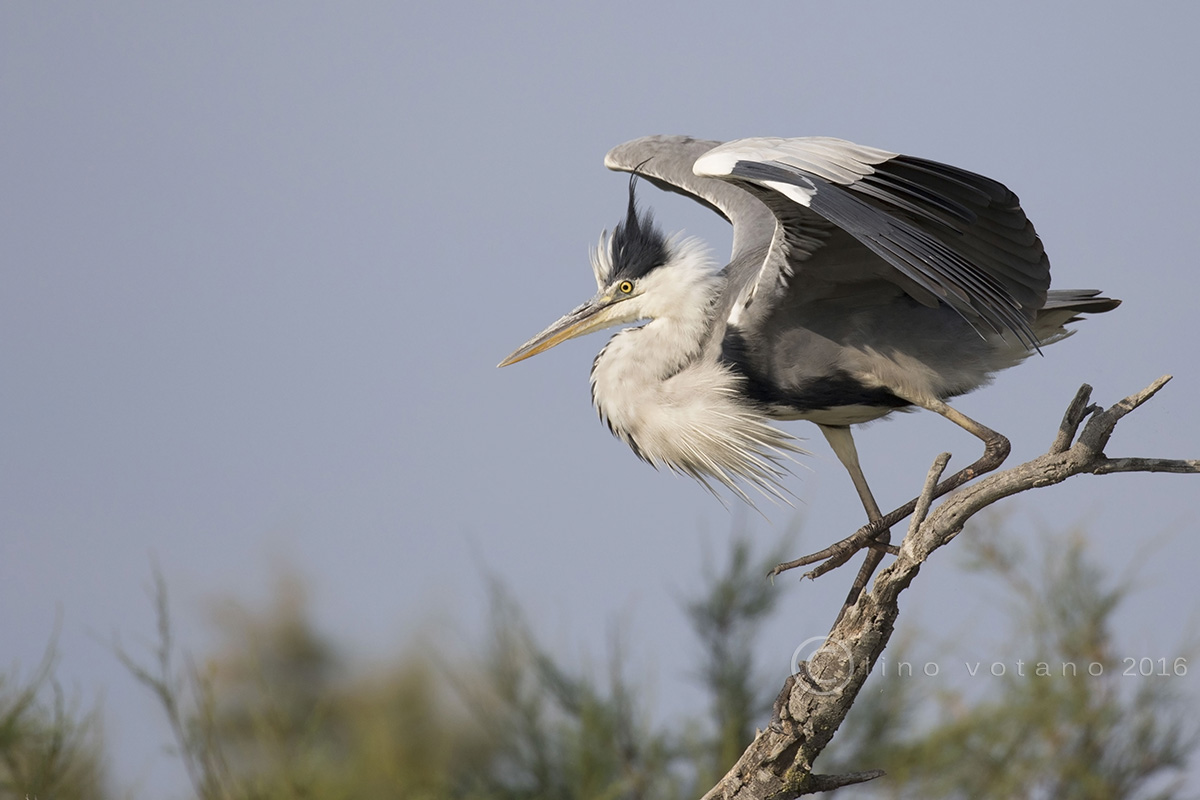 Grey Heron (Ardea cinerea)