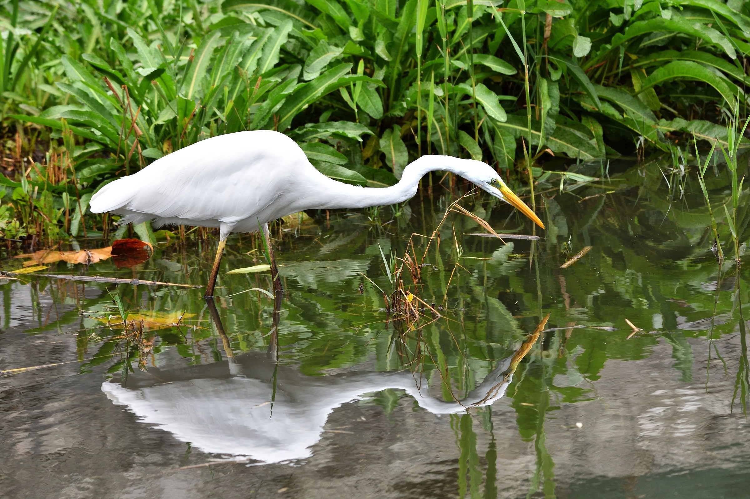 fishing egret 2