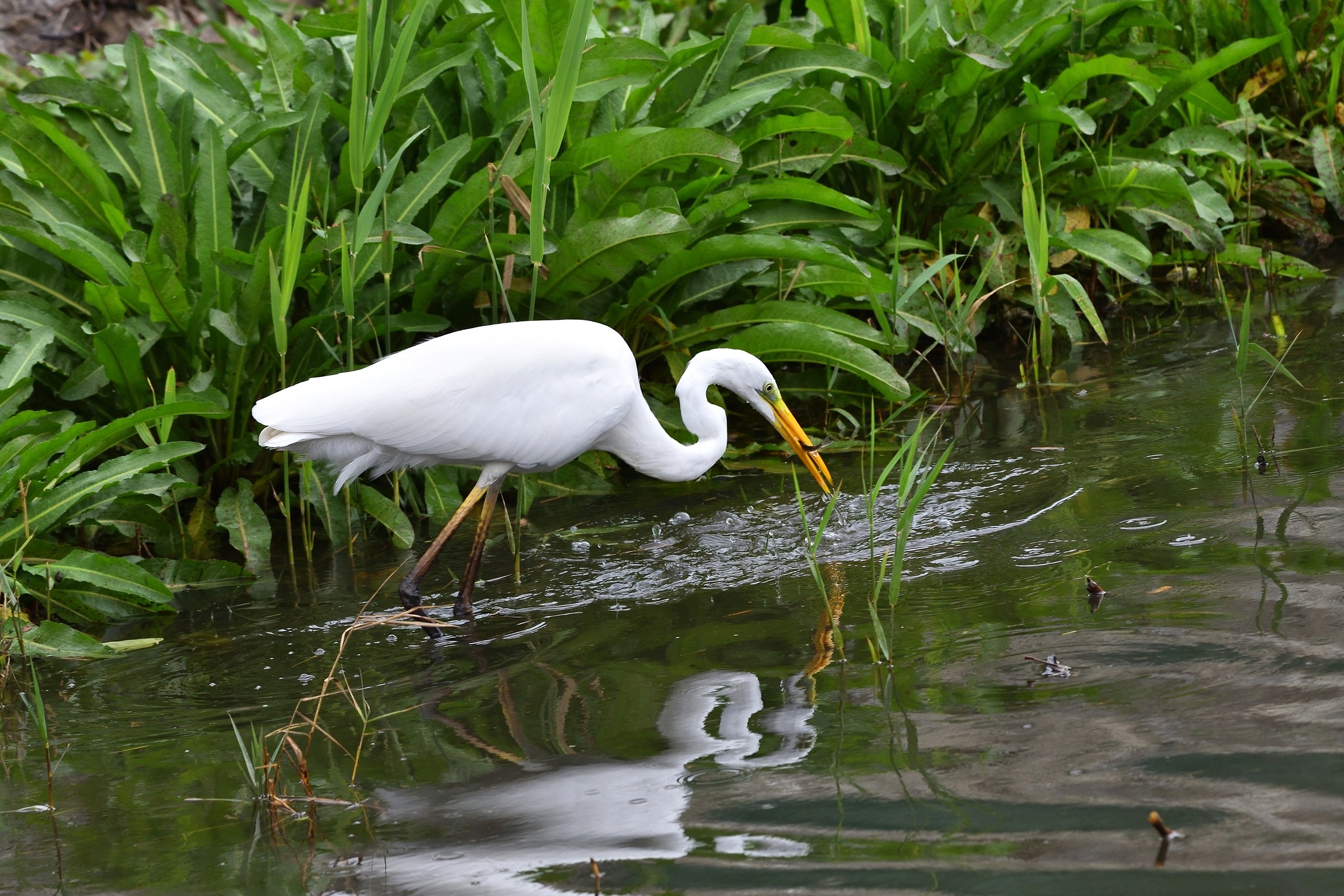 Great Egret
