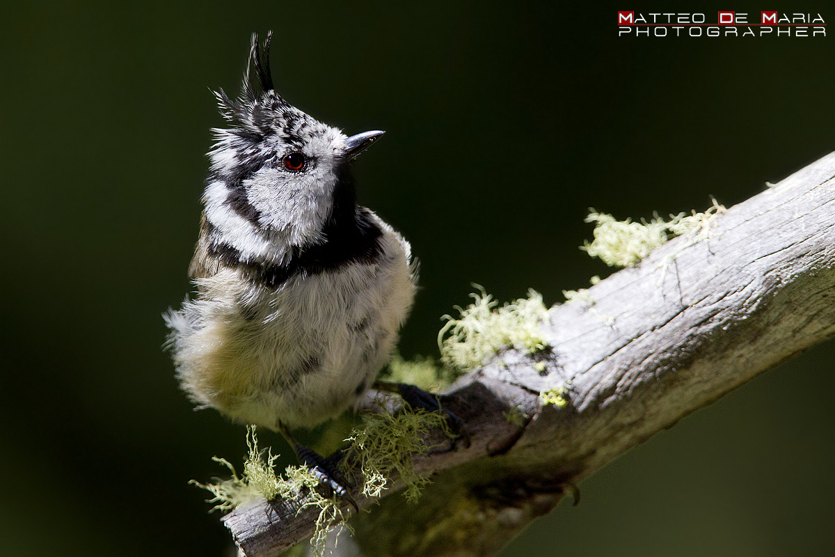 Crested Tit