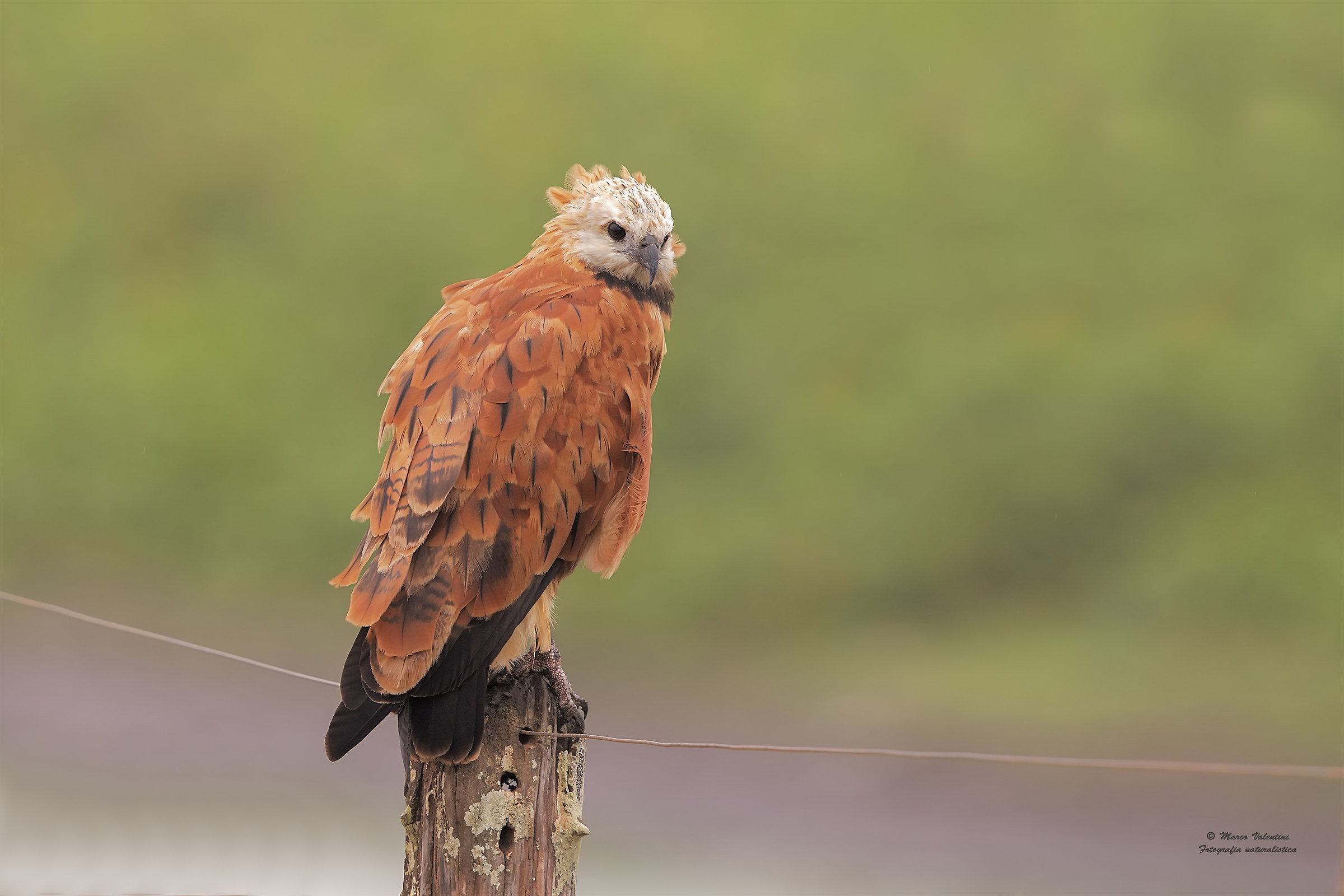 Buzzard collared