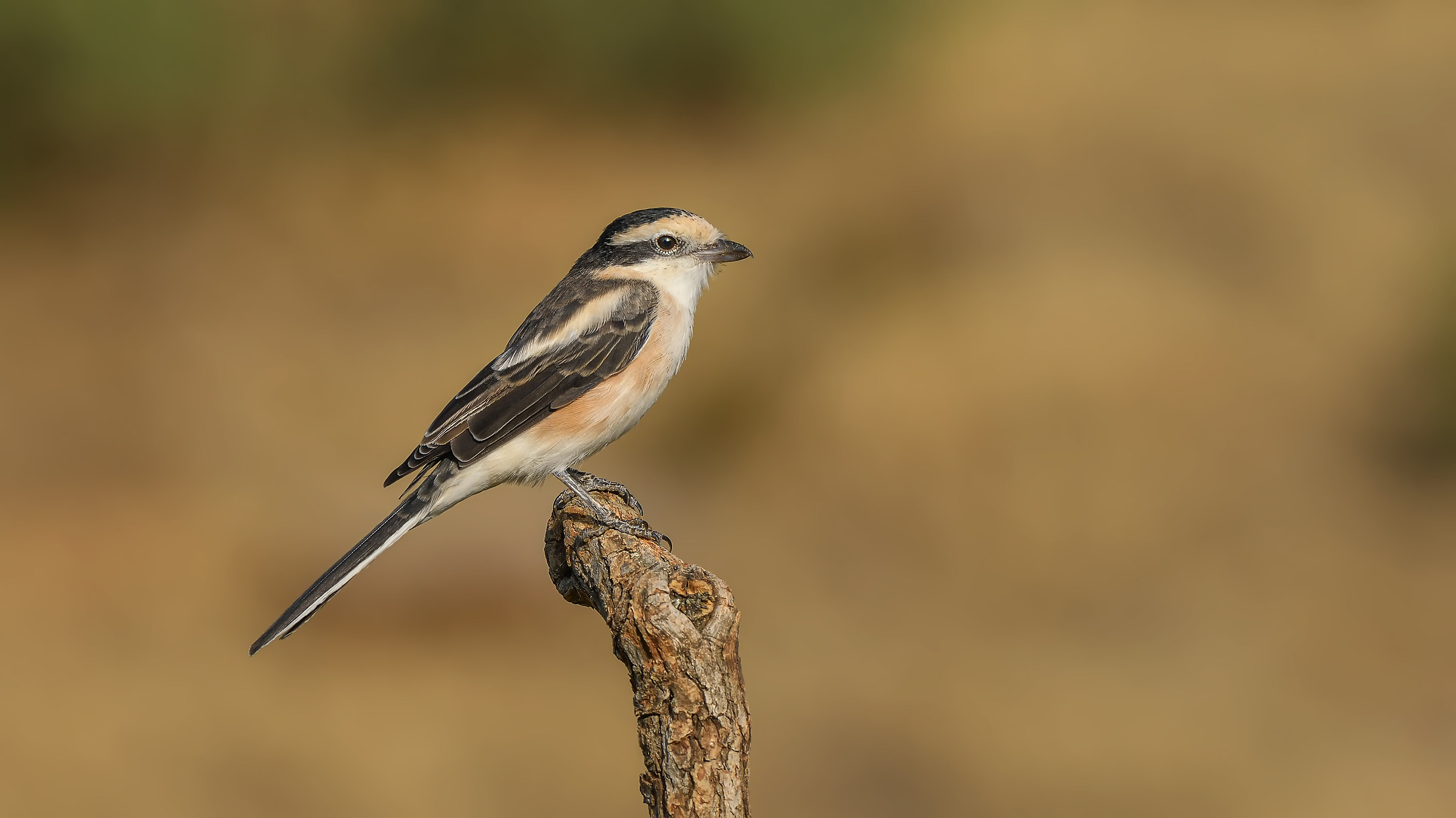 Lanius nubicus - Masked Shrike