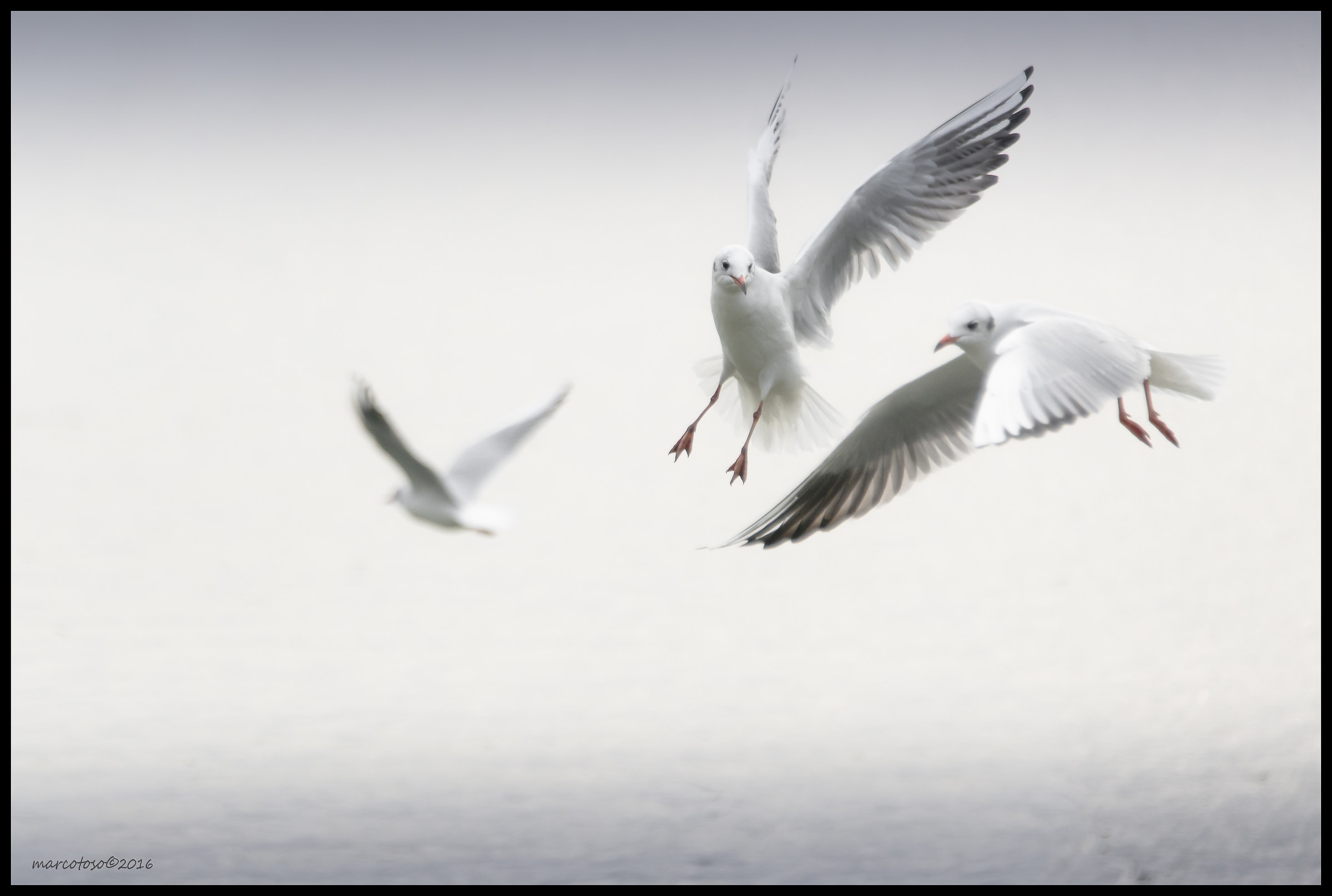 Gulls in the Fog - Viverone