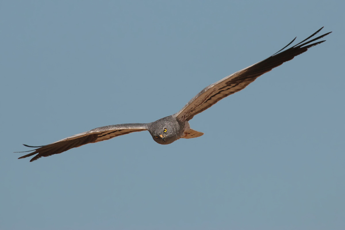 Frontale con l'albanella minore (m)