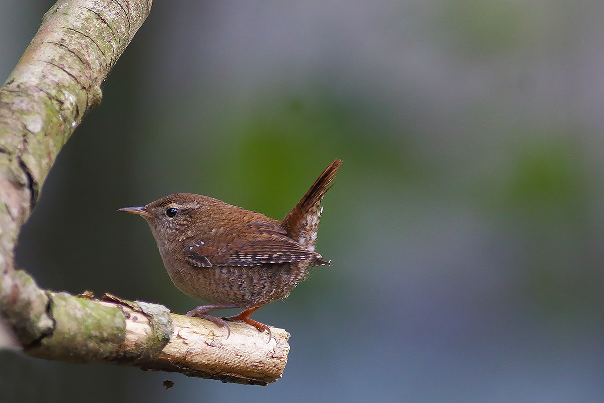 wren