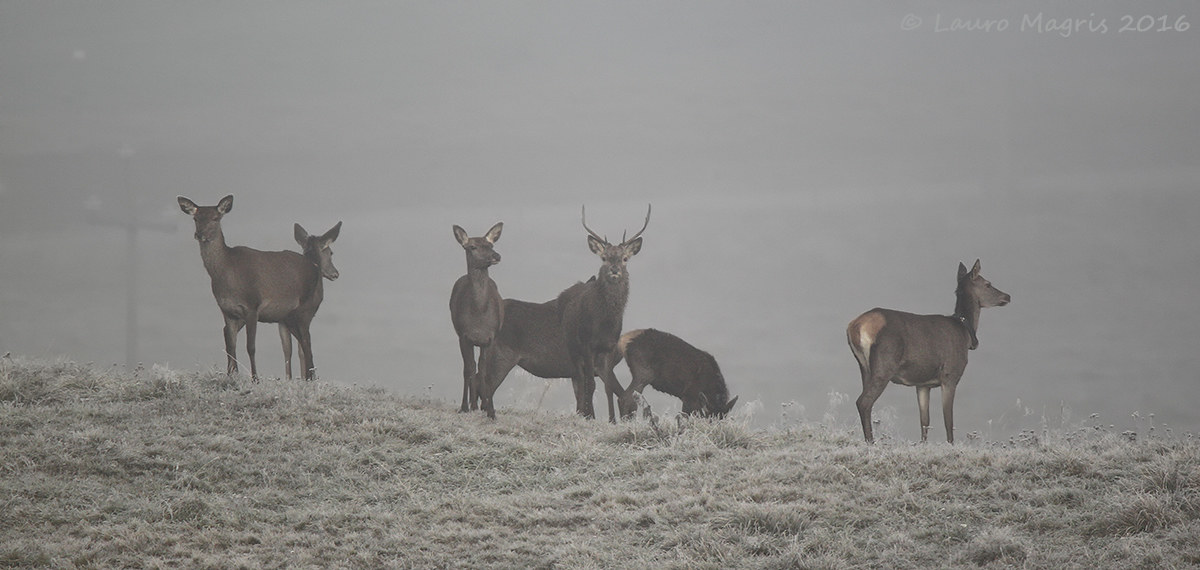Cervi nella nebbia