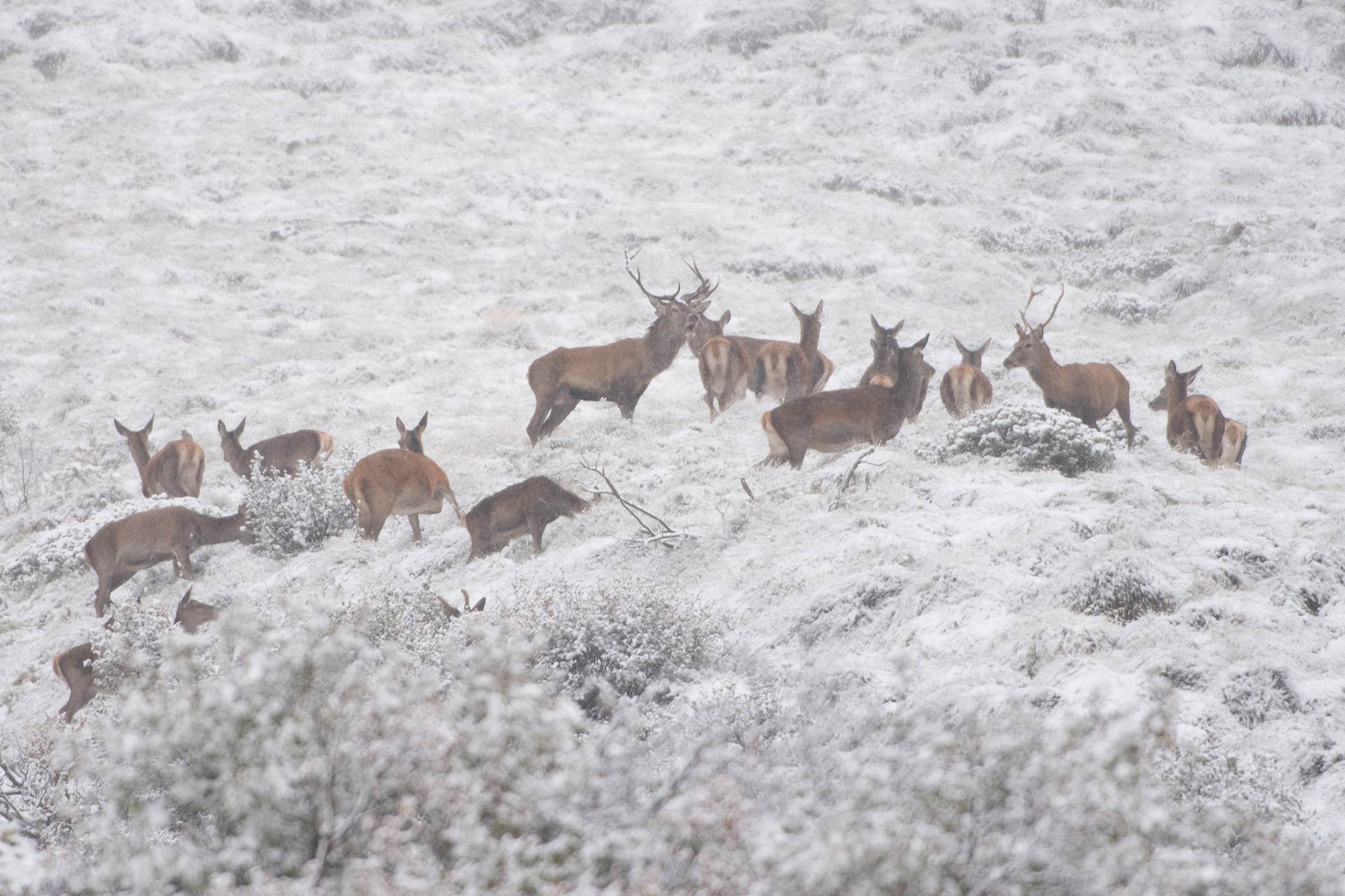 dominant deer bellow