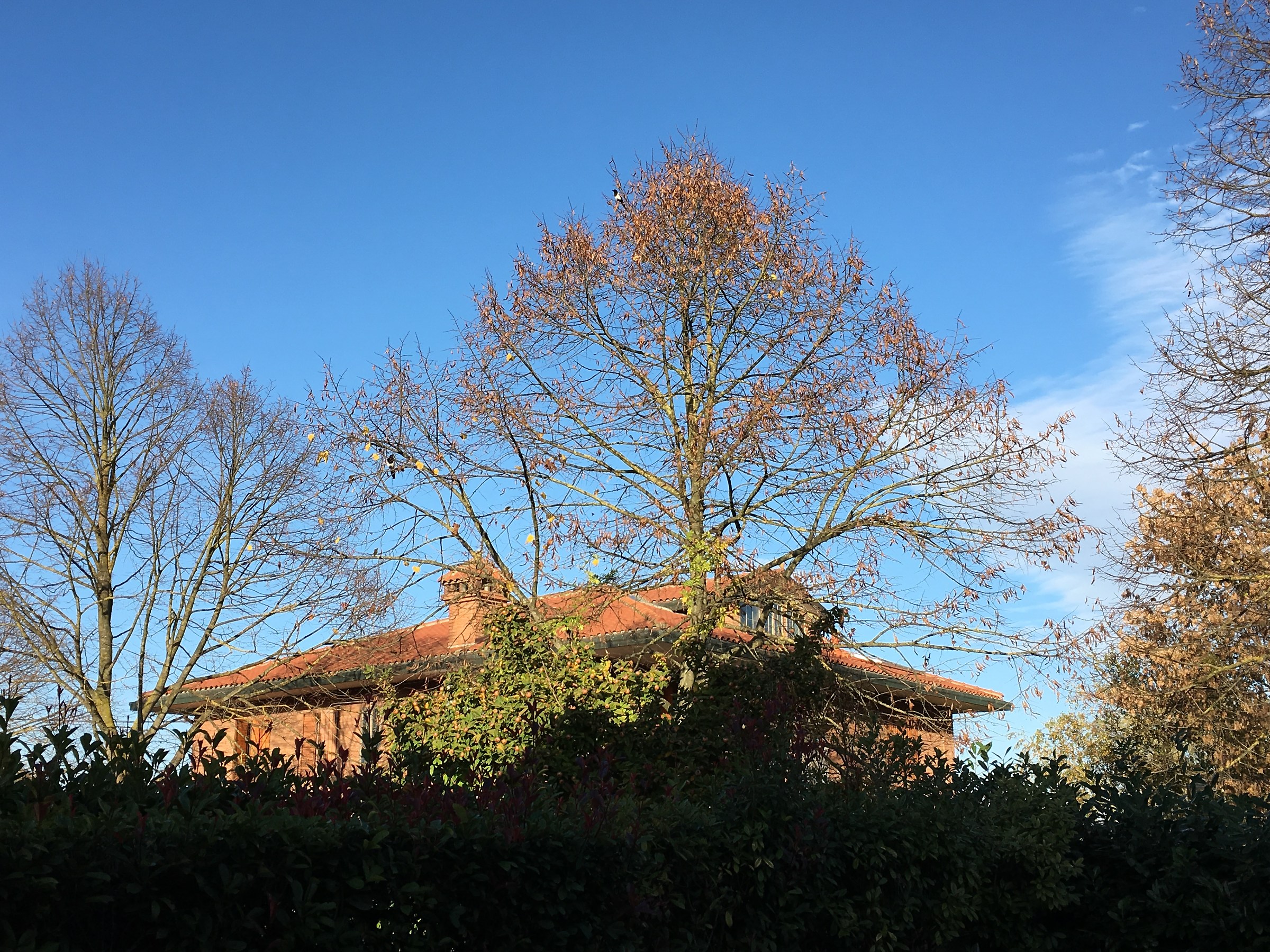 Magpies on the bare branches