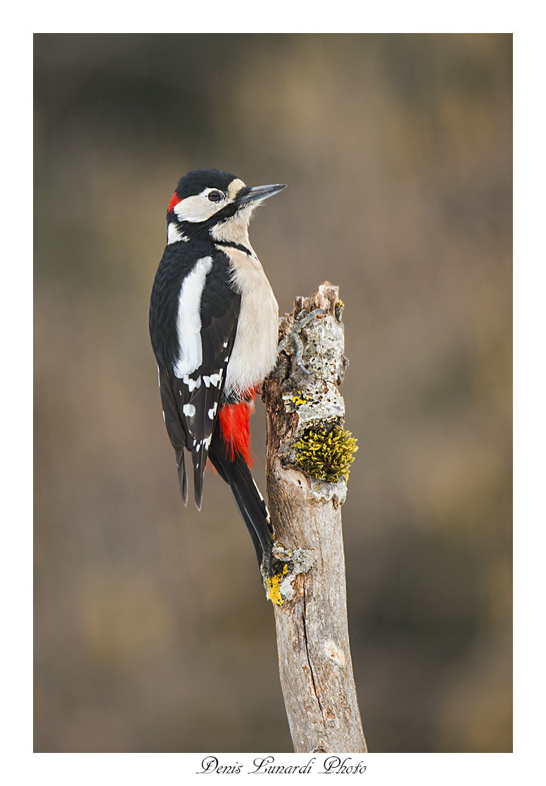 Spotted woodpecker