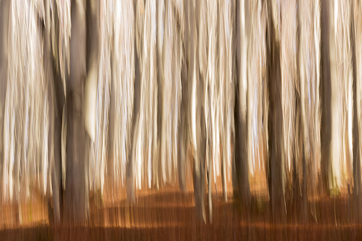 autumn in beech forest