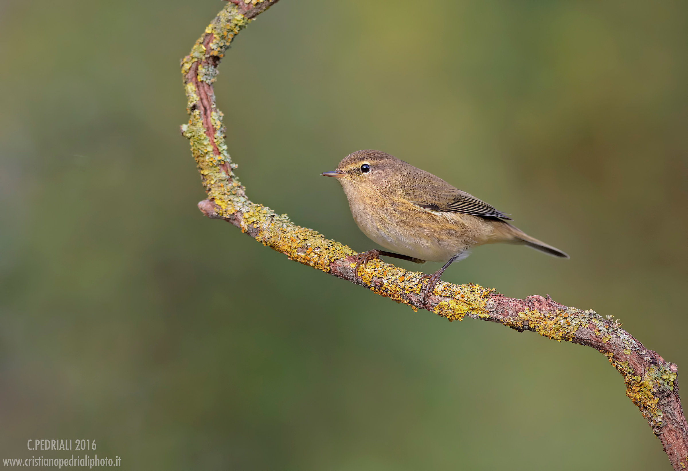 Chiffchaff tone on tone ...