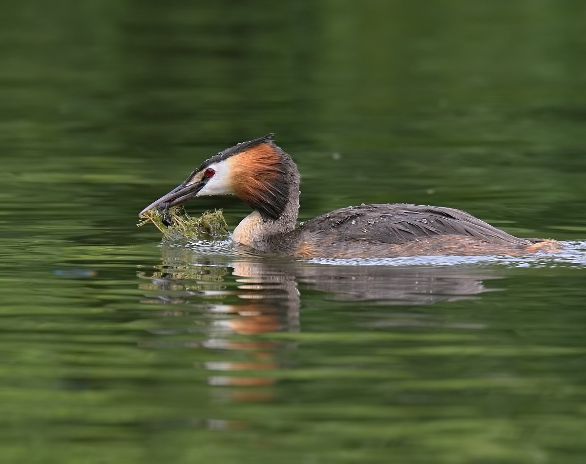 grebe that blast !!